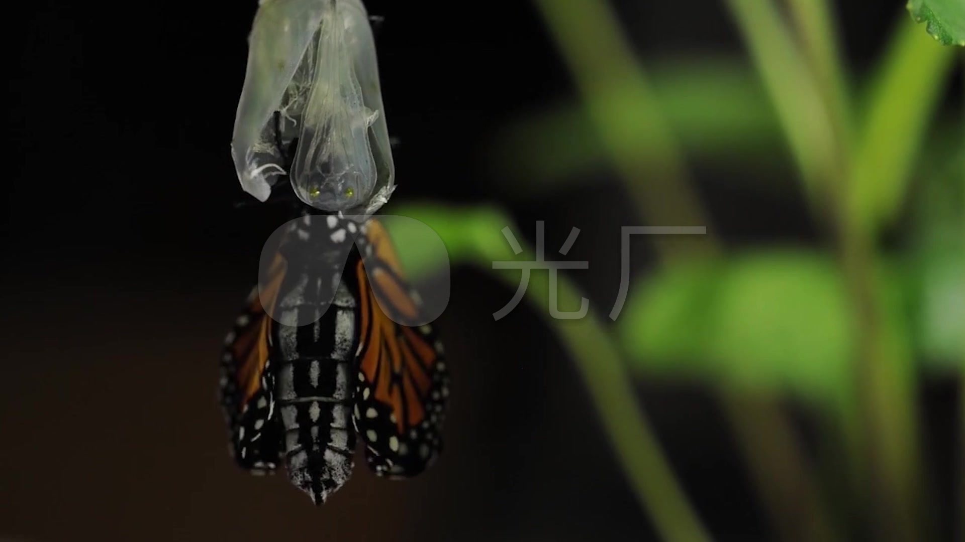 蝴蝶 破茧成蝶