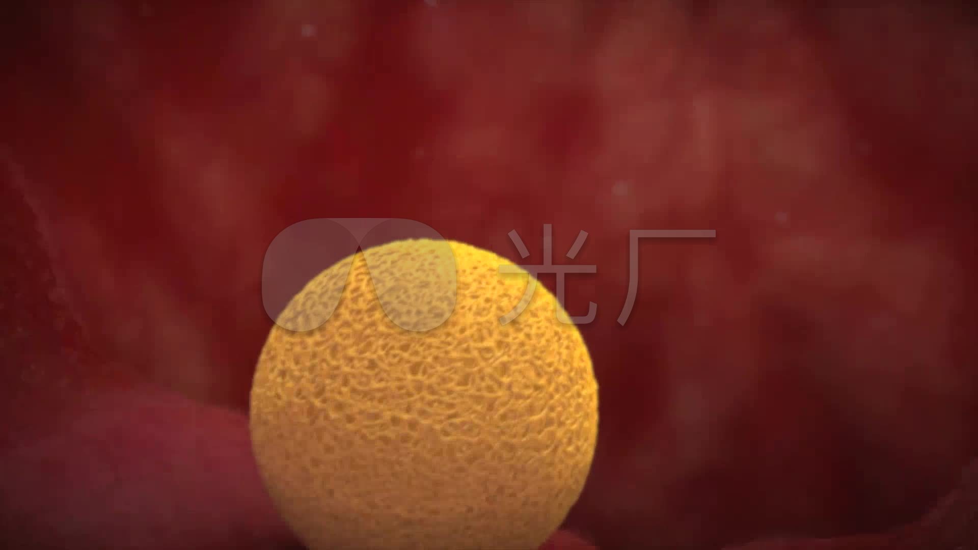 人体子宫受精卵着床前3d三维动画视频素材_1920x1080_高清视频素材
