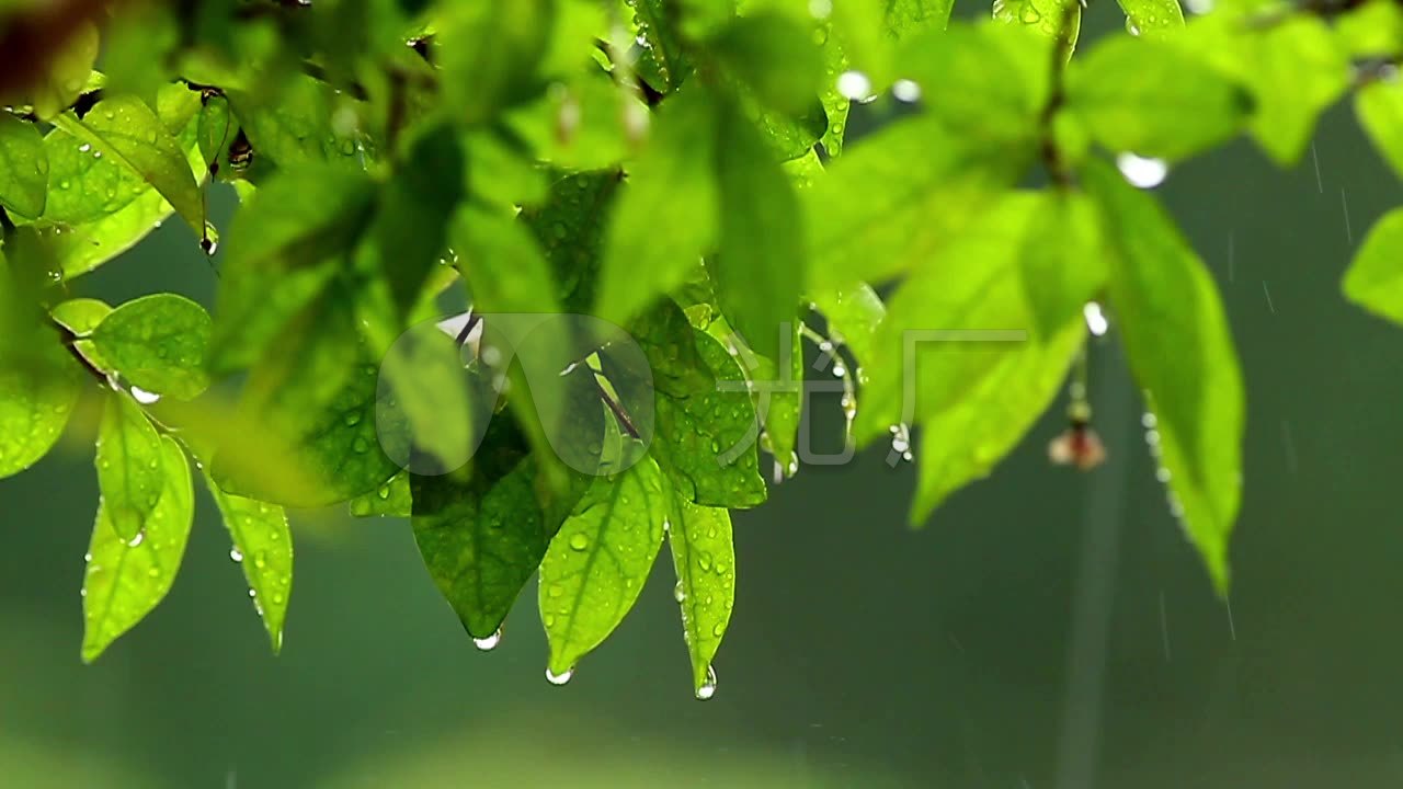 【hd】在雨中被拍打的绿叶_1280x720_高清视频素材(:)