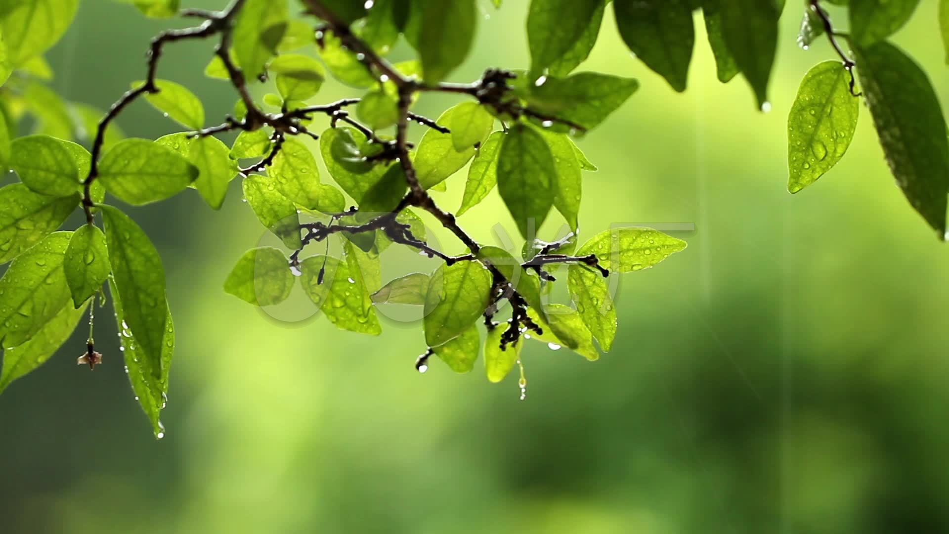 唯美雨后嫩叶森林小清新树叶_1920x1080_高清视频素材