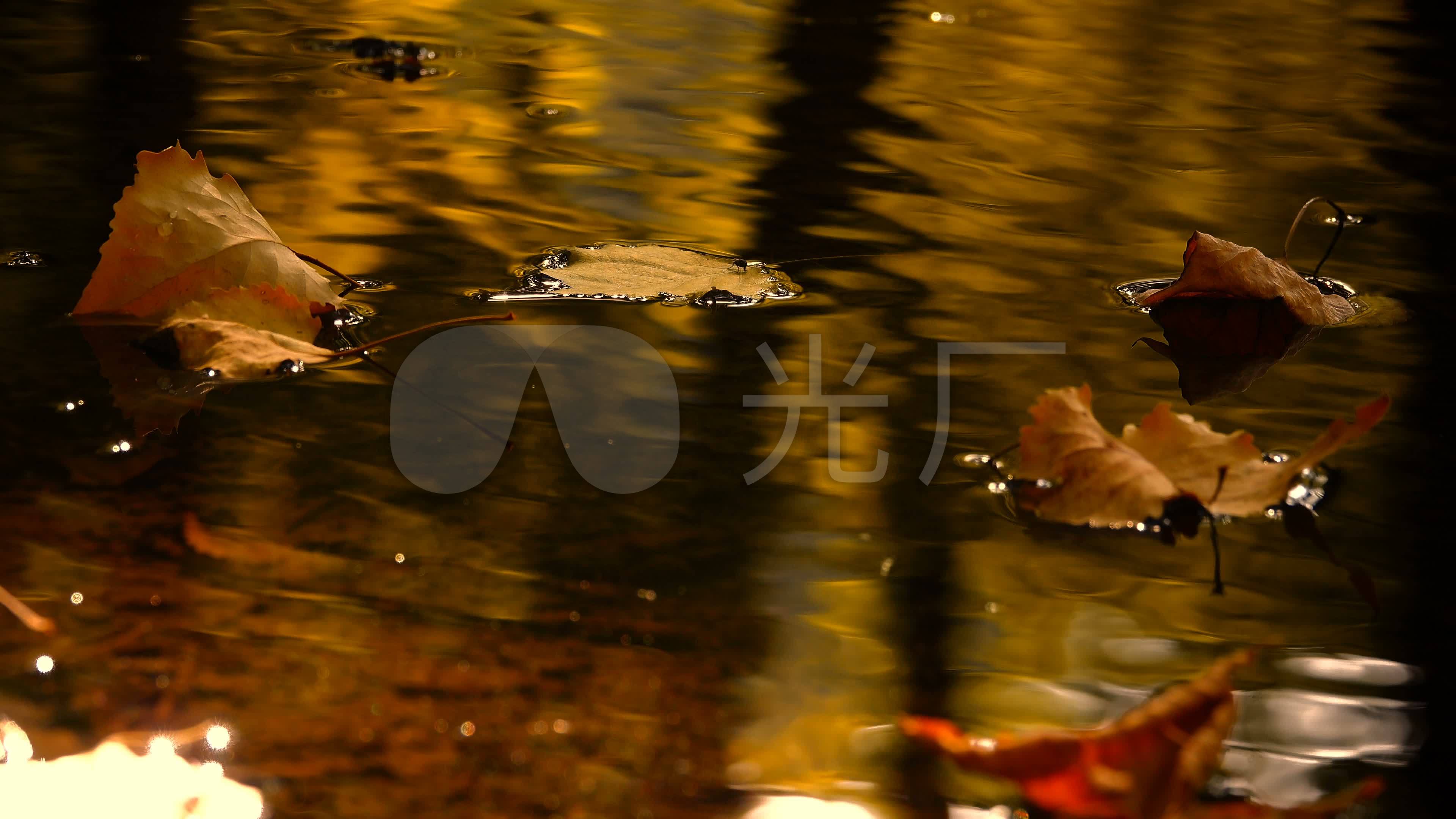 【4k】落叶飘零清澈水中水面落叶枯叶叶_3840x2160