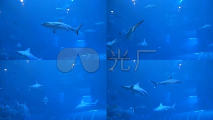 鲨鱼水族馆鱼群水族馆鱼缸