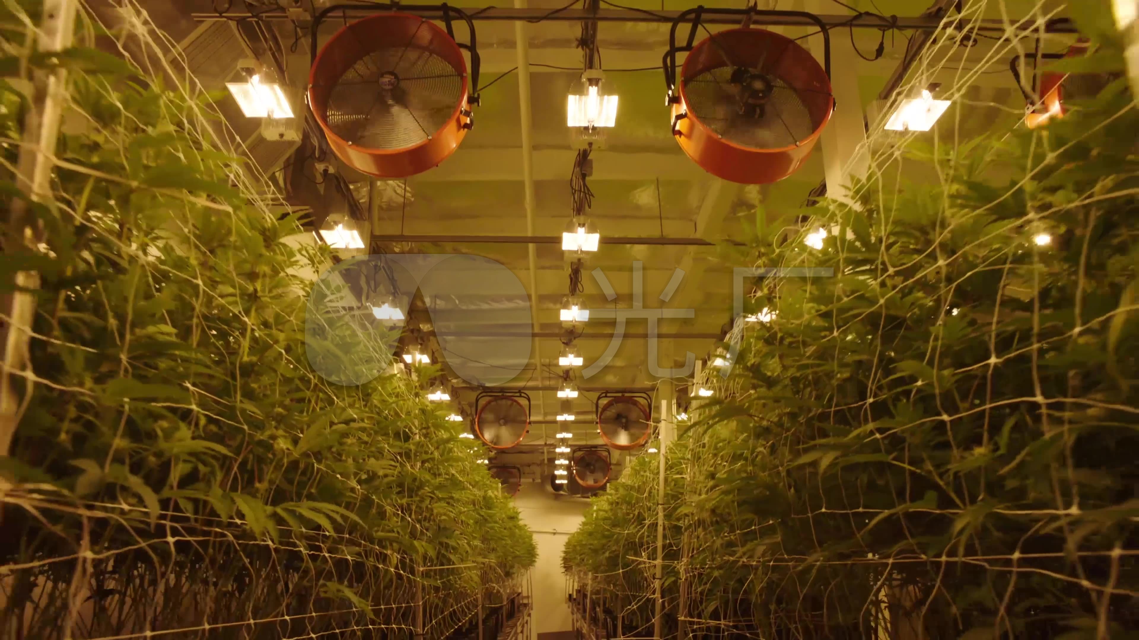 大麻室内种植