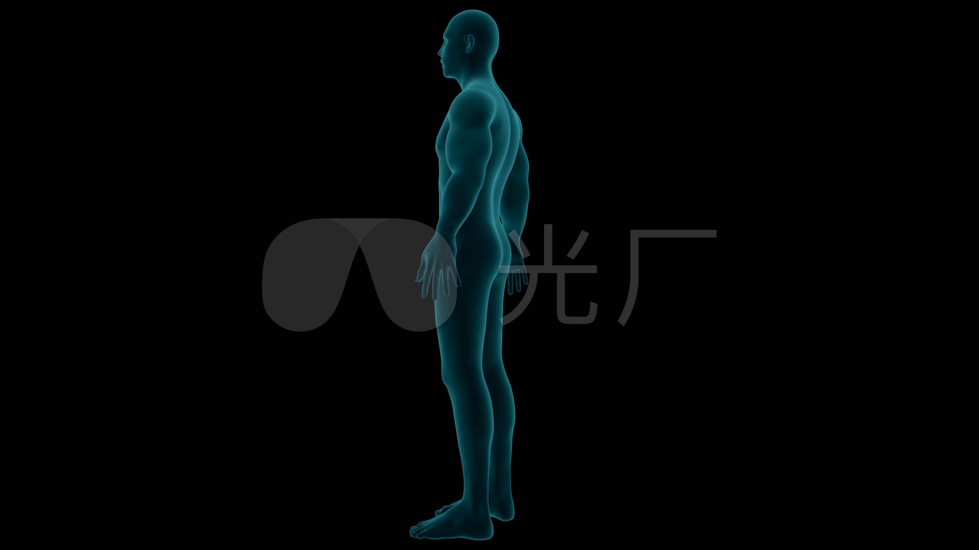 三维男性人体模型_3840x2160_高清视频素材下载(编号
