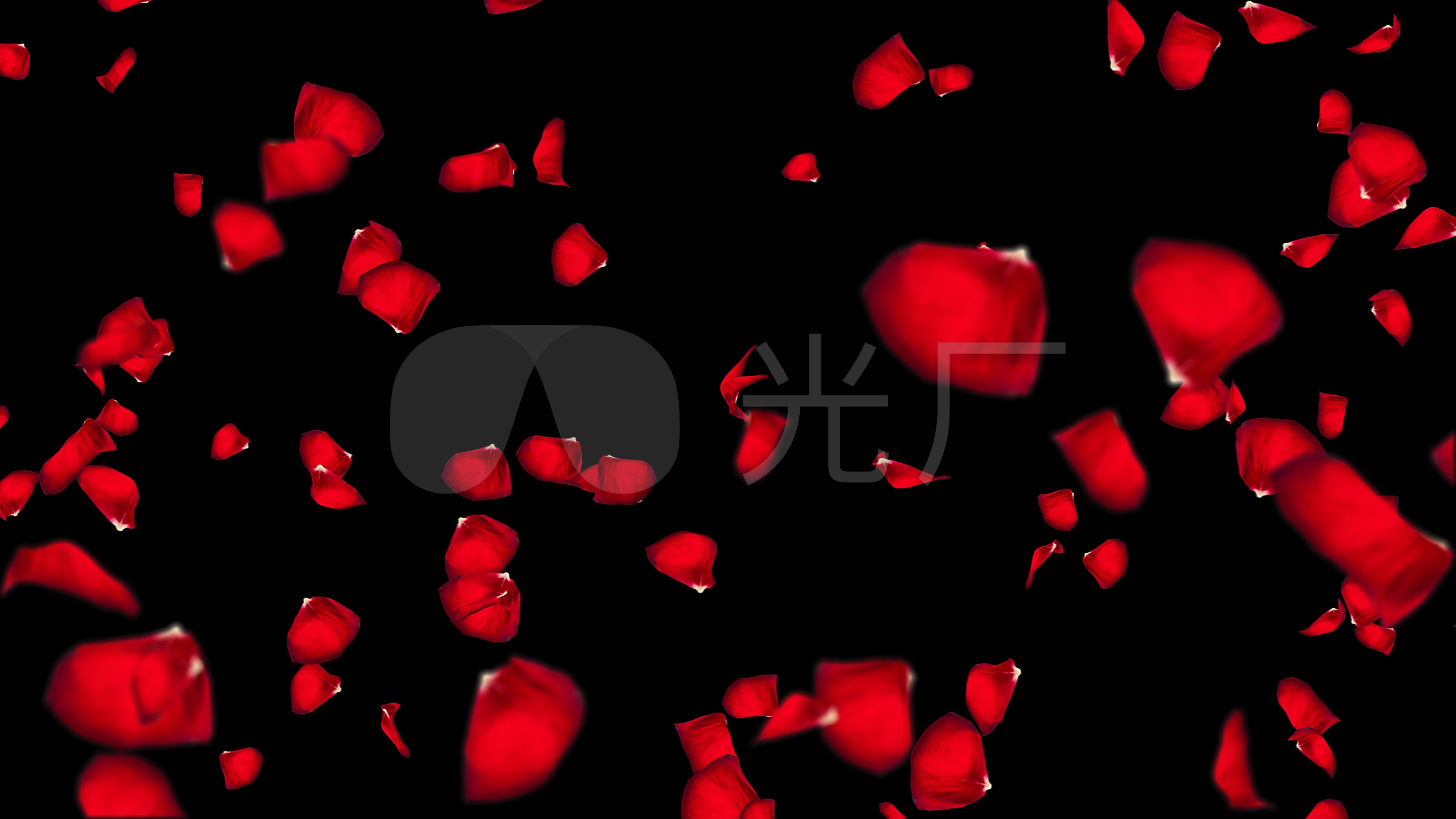 玫瑰花瓣飘落_3840x2160_高清视频素材下载(编号:)