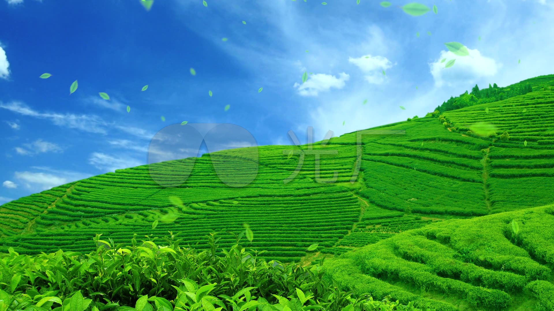 茶园茶山风光背景视频_1920x1080_高清视频素材下载