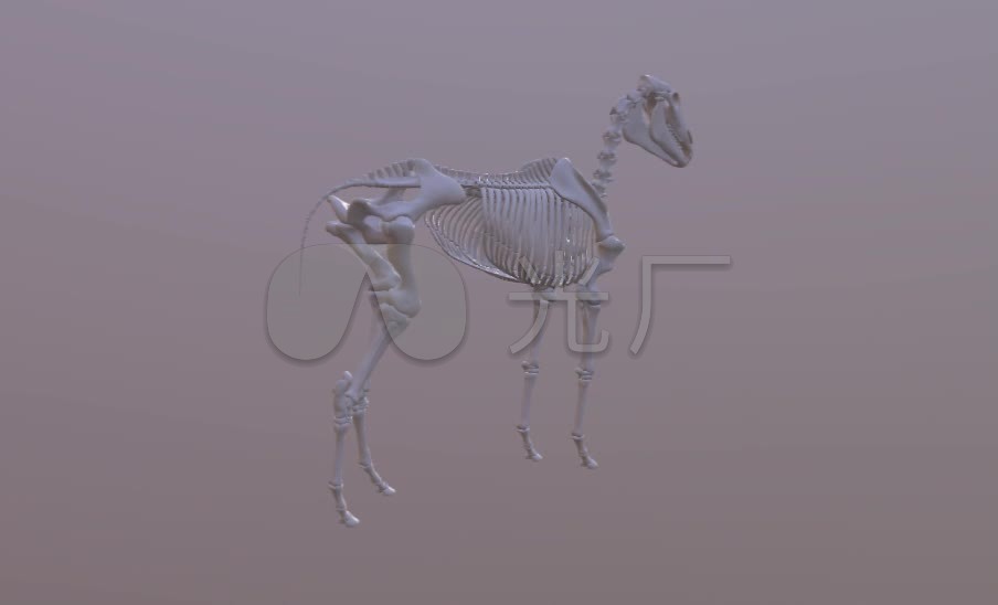 2376马骨头(obj)_9下载(编号:3306642)_3d模型_vj师网 www.vjshi.com