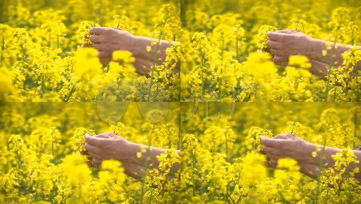 手持油菜花