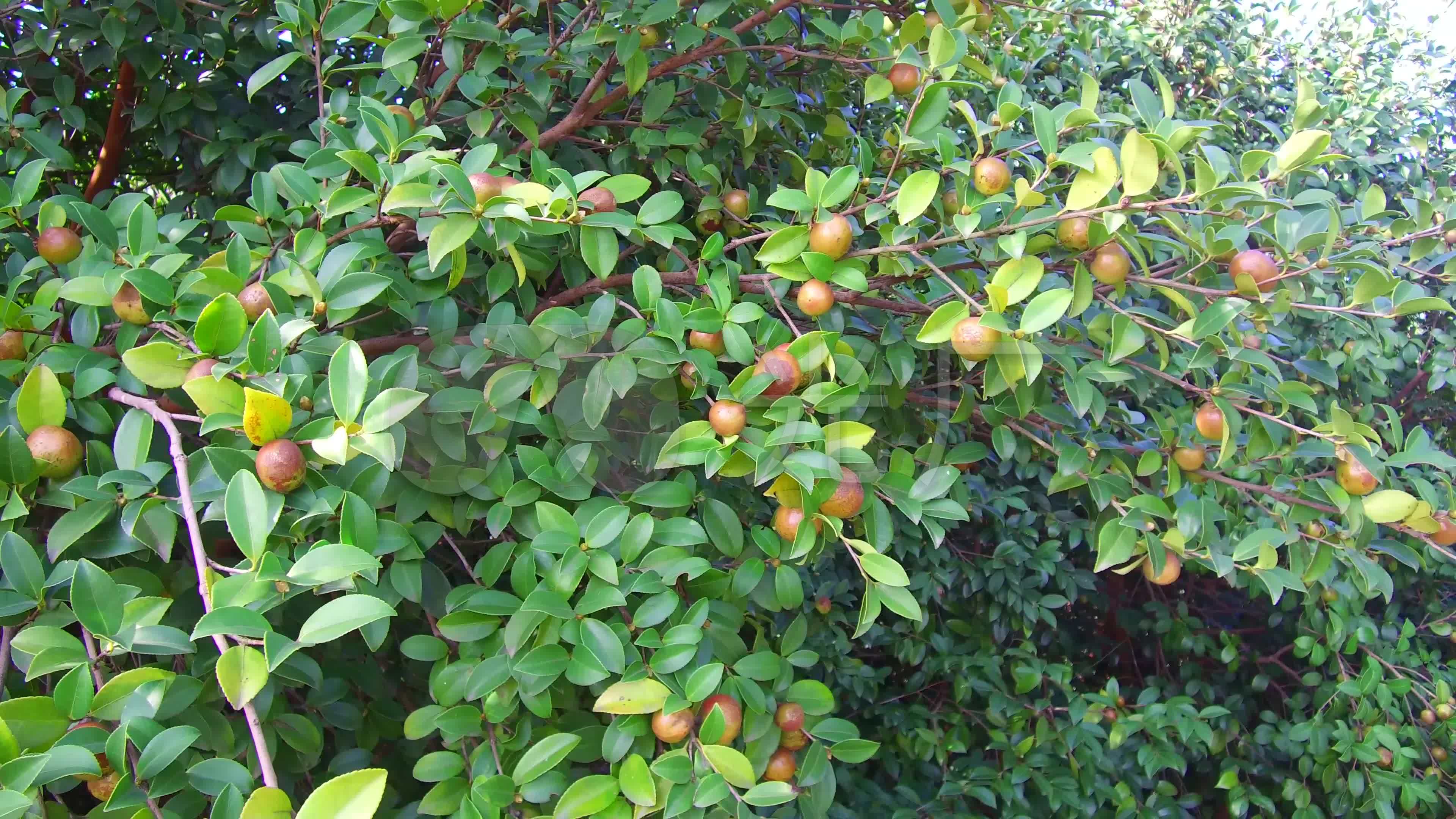4k油茶_3840x2160_高清视频素材下载(编号:3310834)