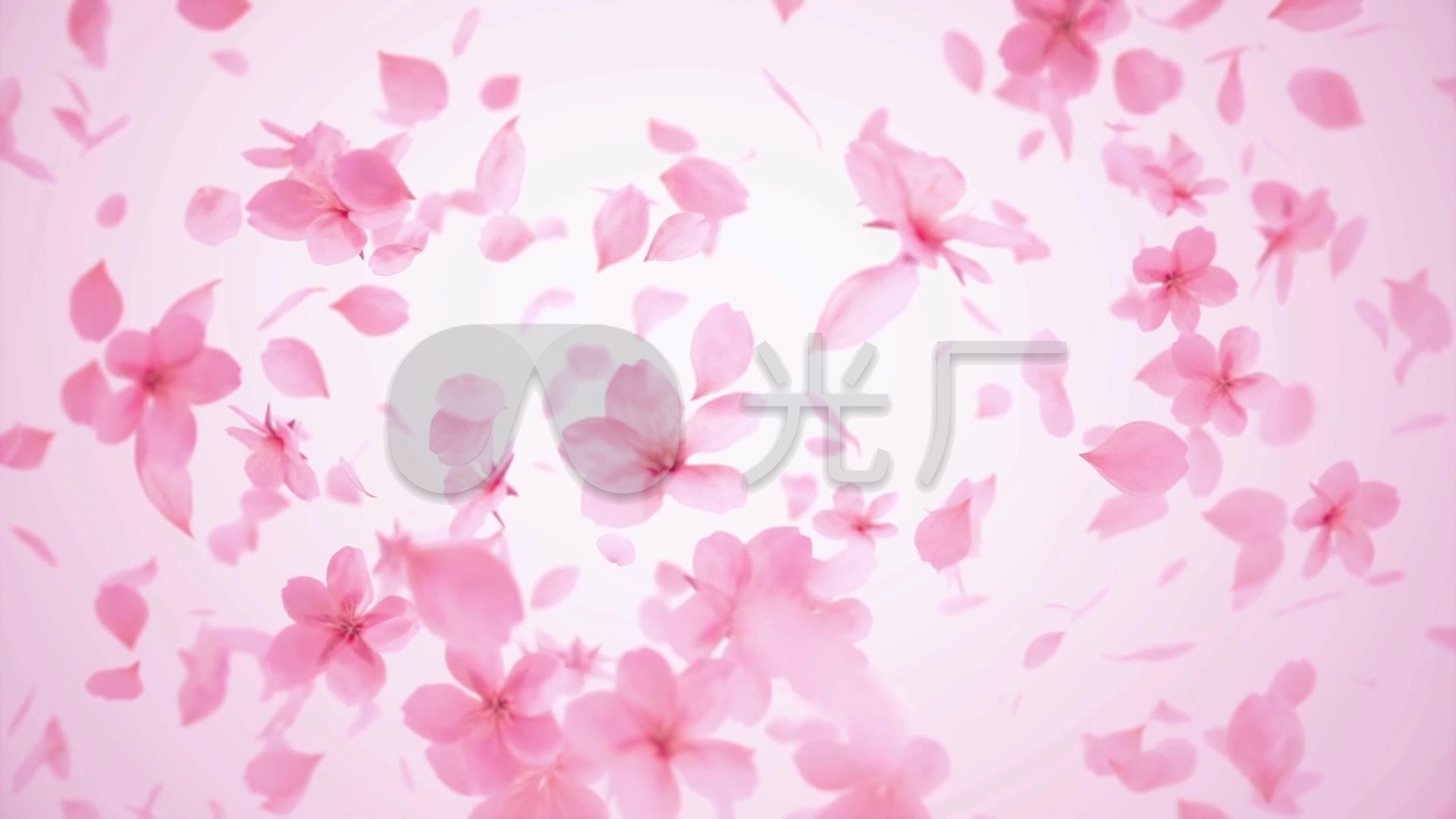 粉色花瓣飞舞_1920x1080_高清视频素材下载(编号:)
