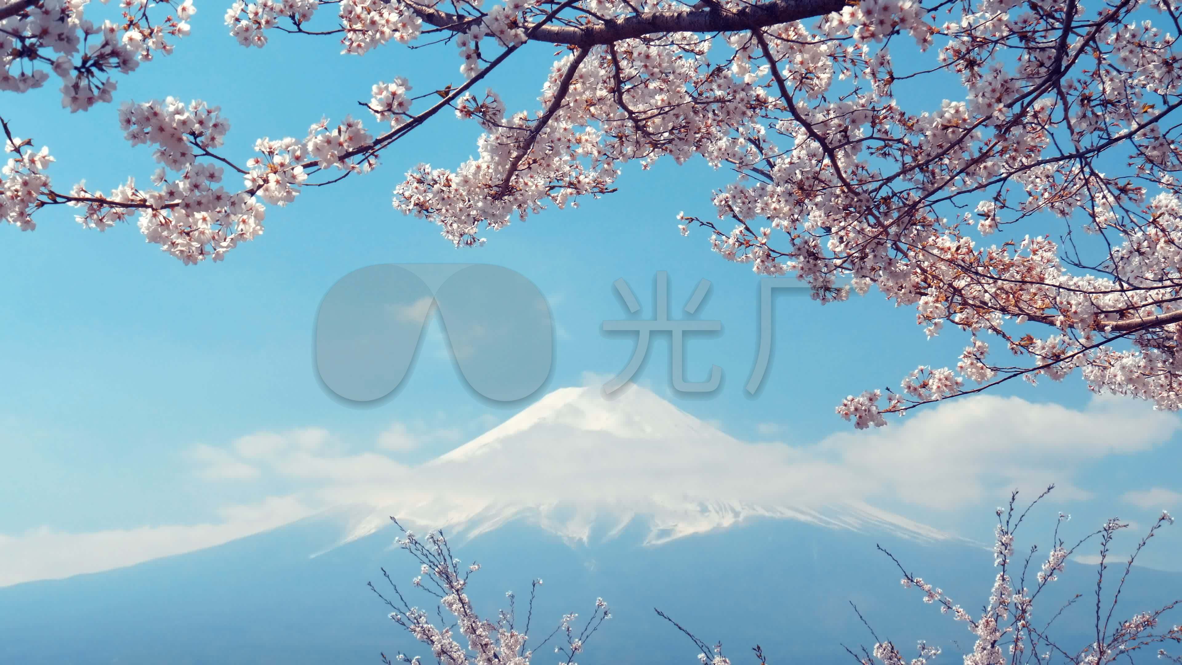 4k富士山樱花_3840x2160_高清视频素材下载(编号:)