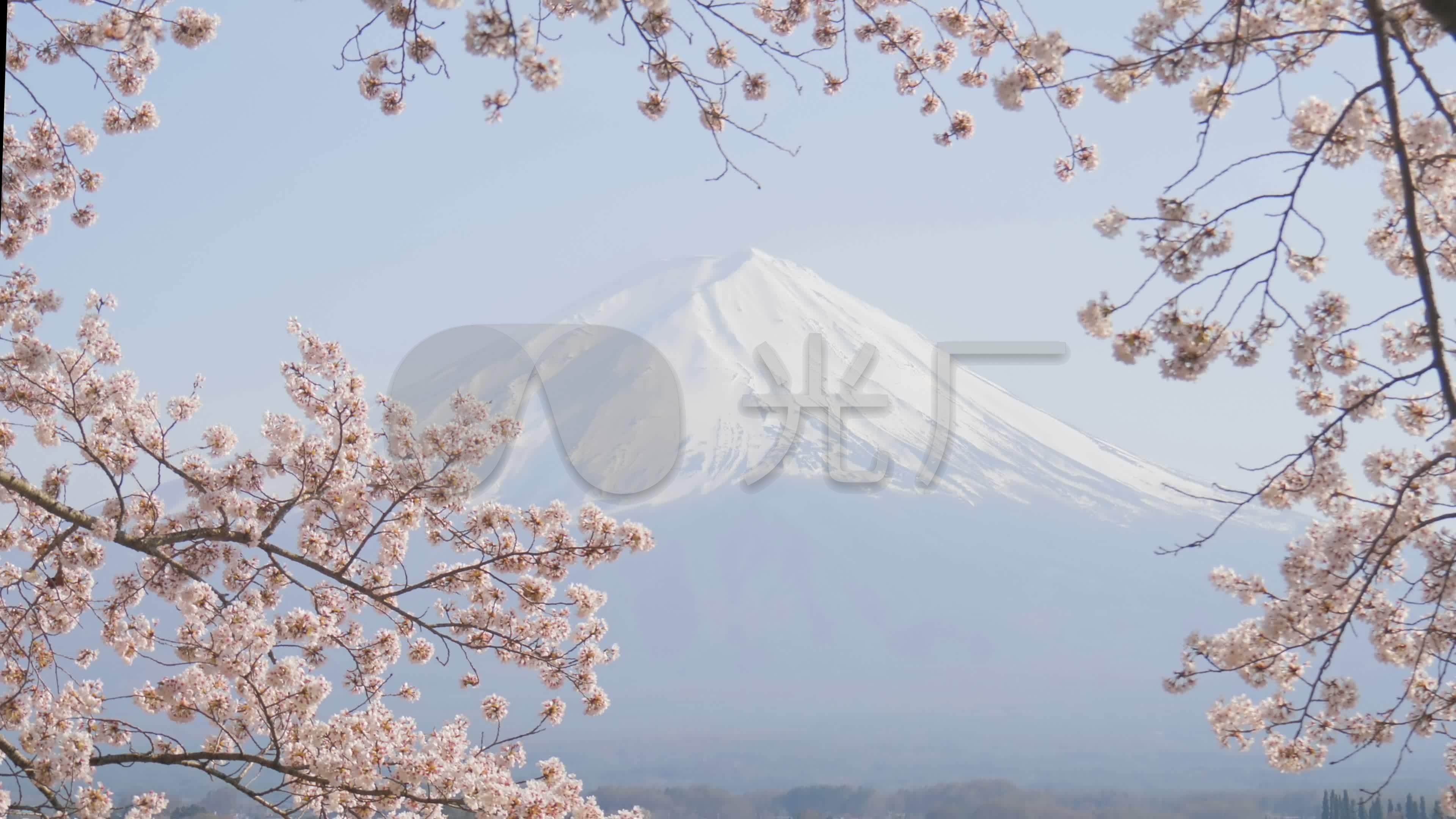 富士山樱花_3840x2160_高清视频素材下载(编号:3319916)_实拍视频_vj