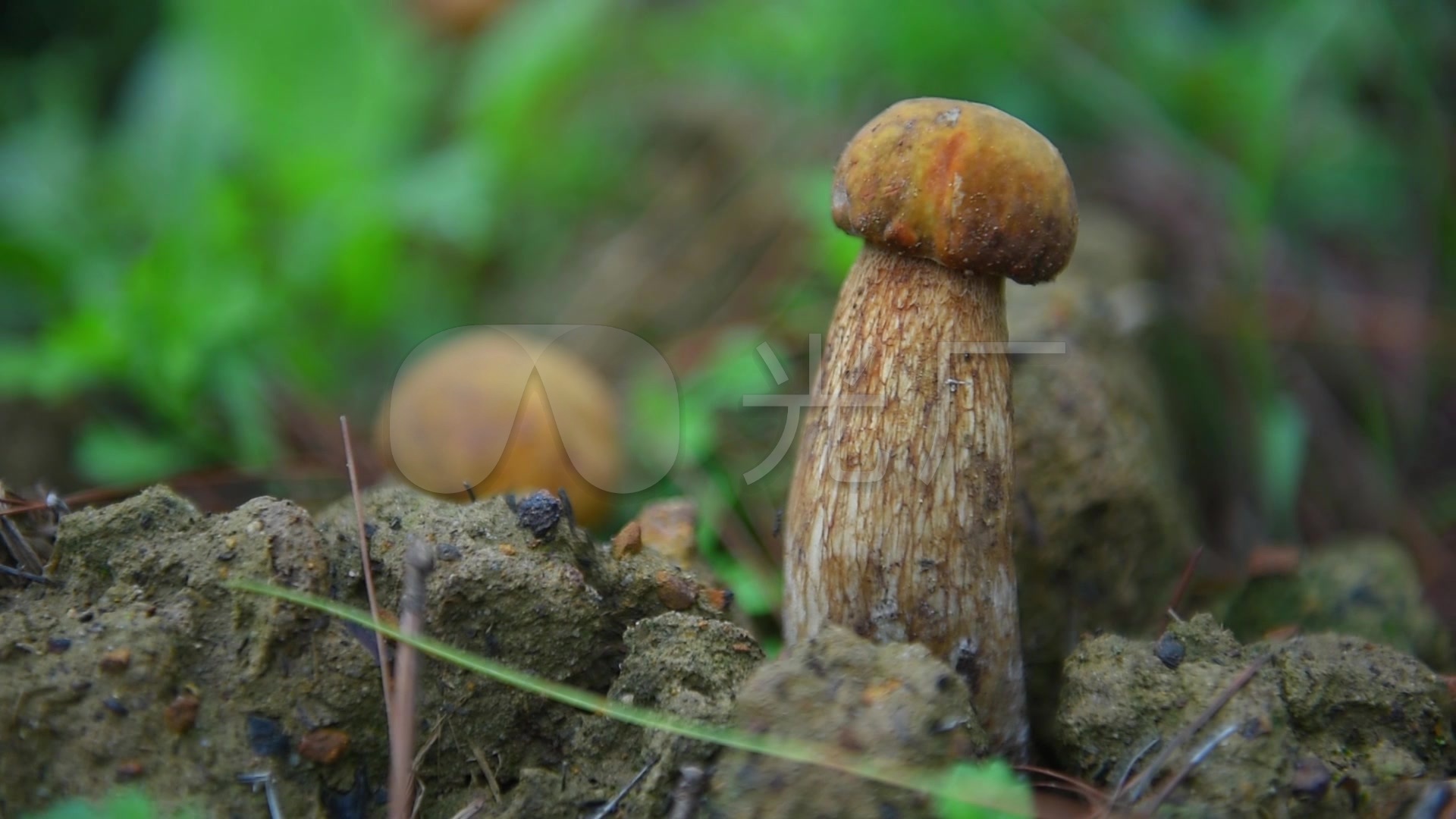 天然野生松茸蘑菇
