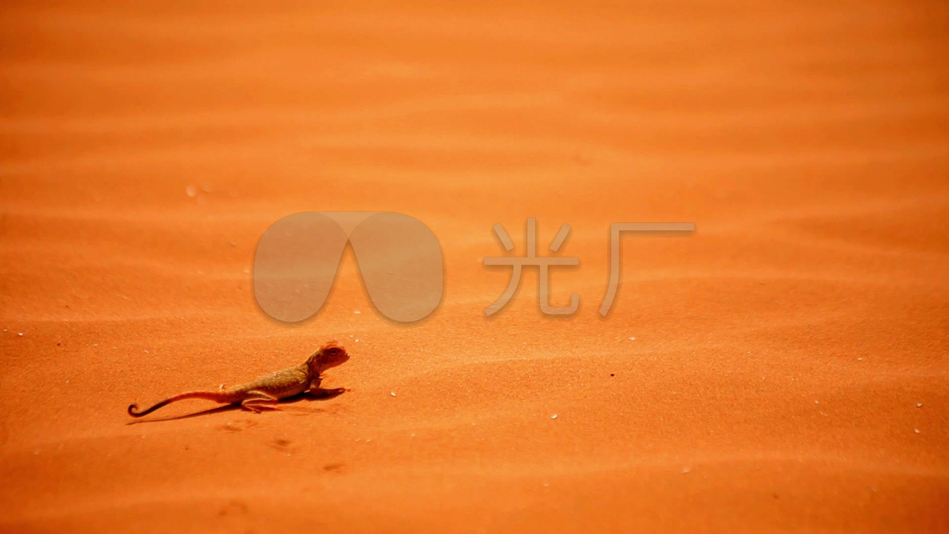 沙漠蜥蜴沙漠生物黄沙_1920x1080_高清视频素材下载(编号:3330691)