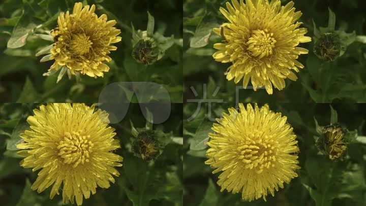 菊花开花过程视频