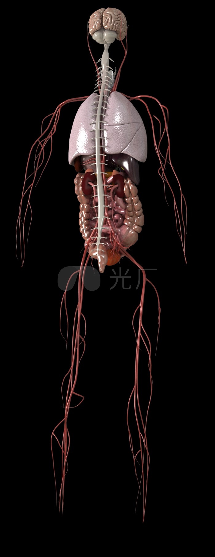 人体3d循环动画大脑内脏血管解剖图_700x1810_高清(:)