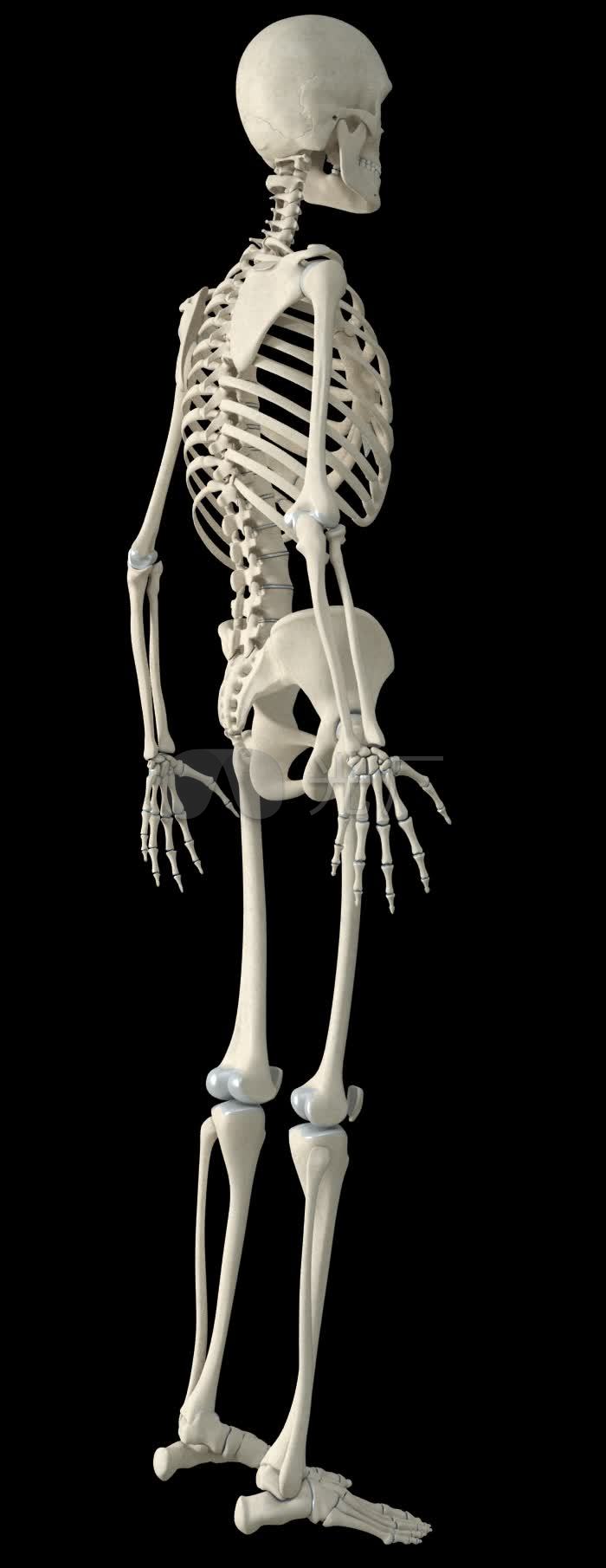 骷髅人骷髅人体骨骼骨架_700x1810_高清视频素材下载