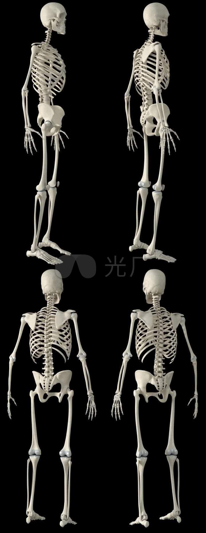 骷髅人骷髅人体骨骼骨架