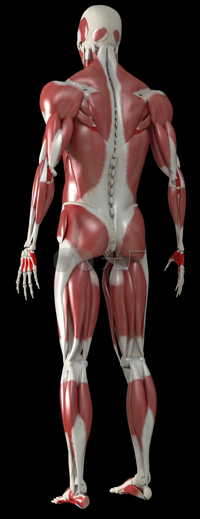 人体肌肉图三维人物模型_700x1810_高清视频素材下载