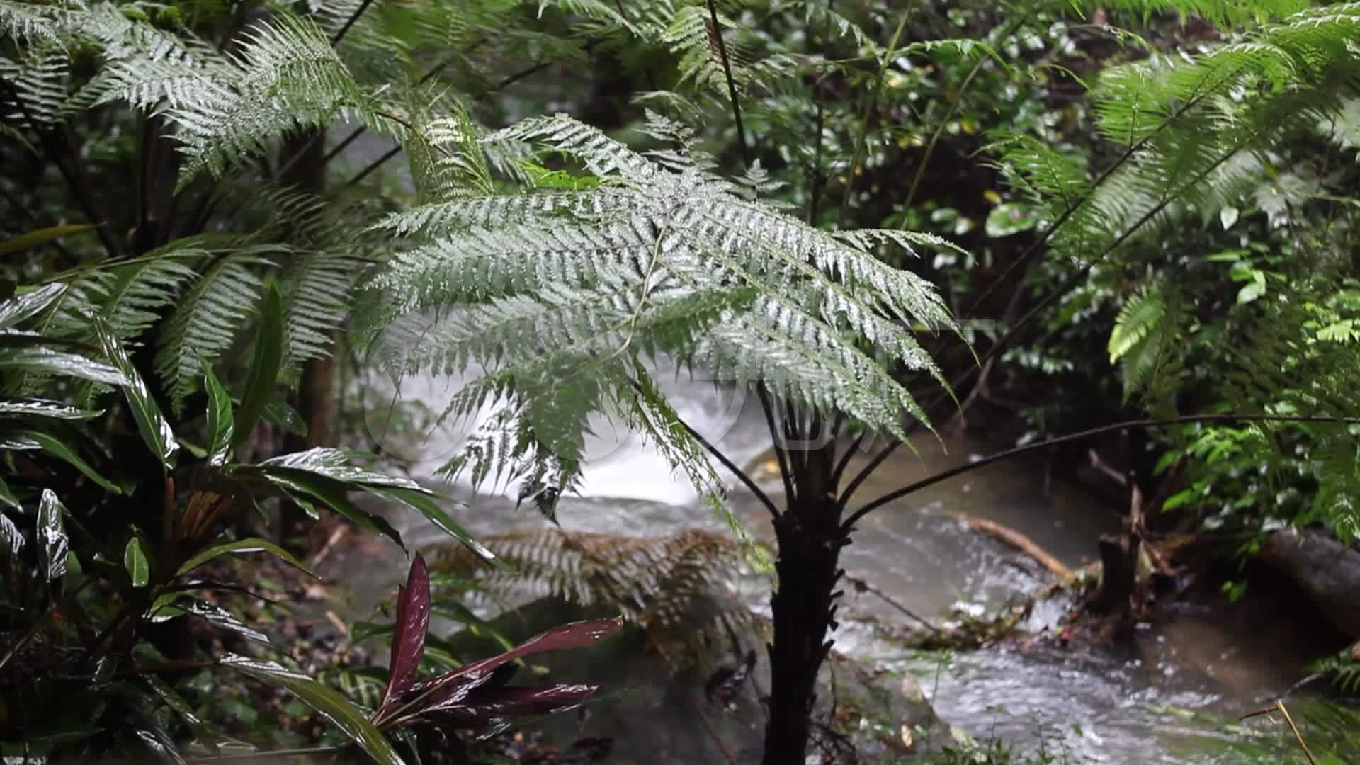 裟椤树_1920x1080_高清视频素材下载(编号:3351275)_实拍视频_光厂(vj