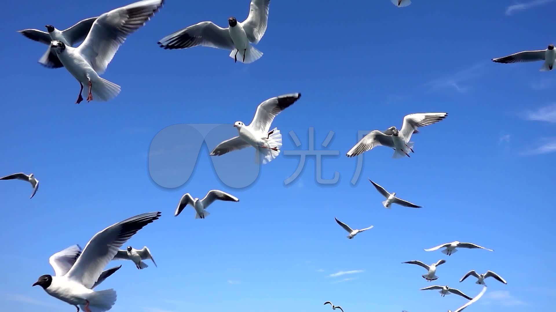 蓝天白云海鸥_1920x1080_高清视频素材下载(编号:)