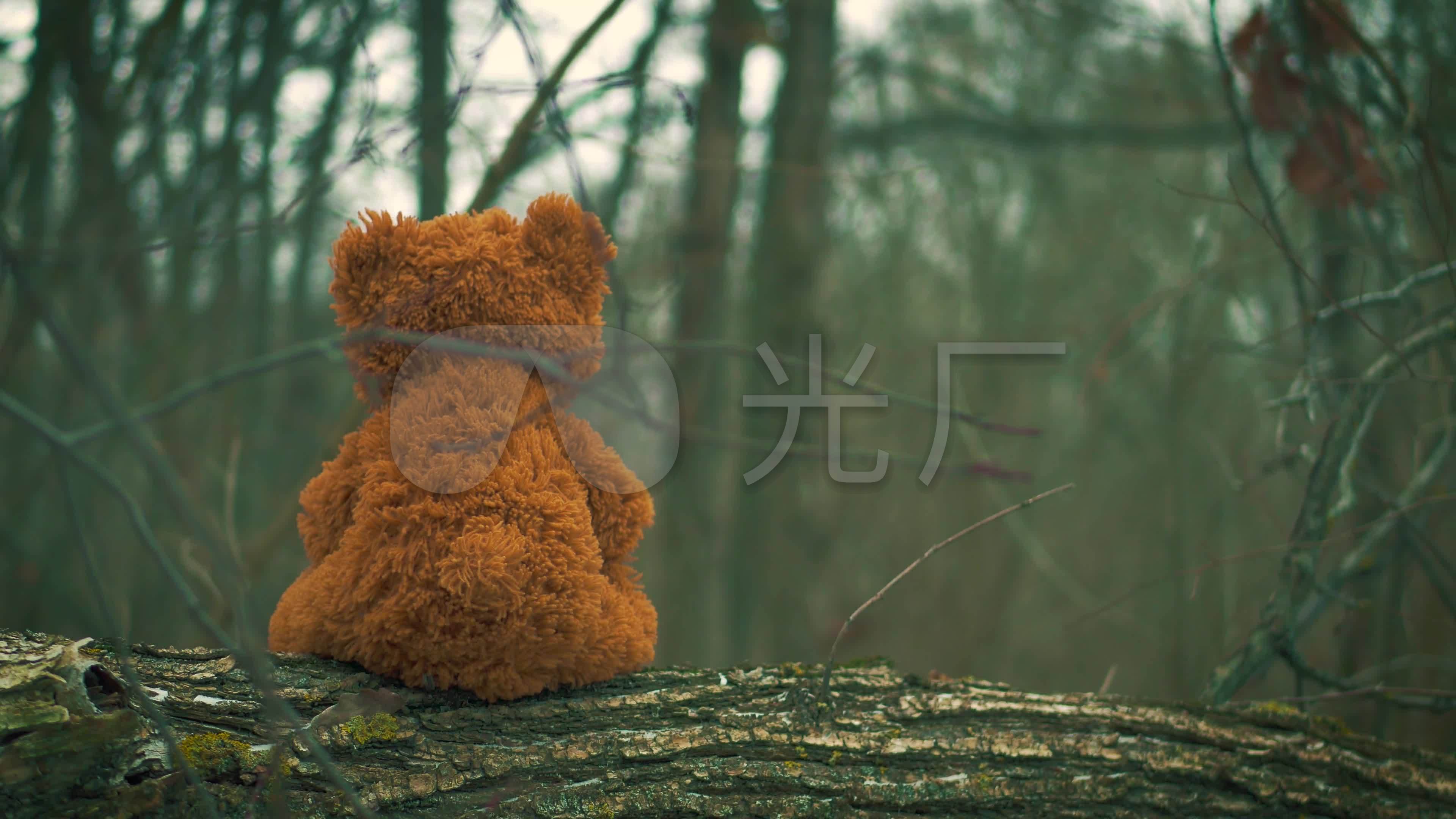 森林里的泰迪熊