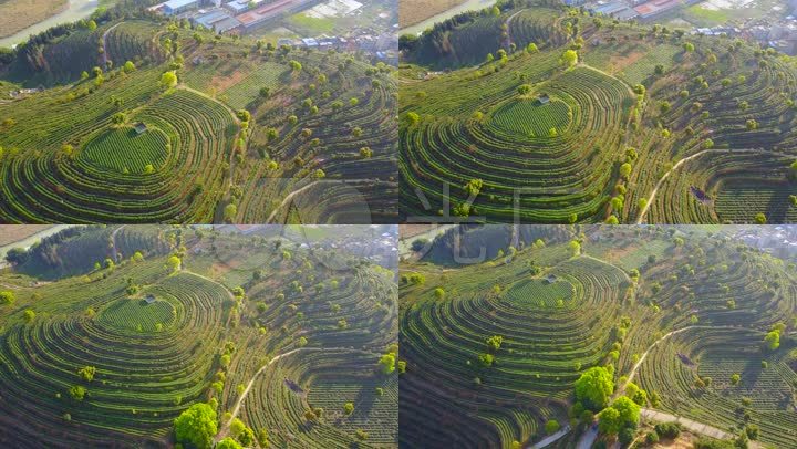 航拍福建茶园梯田视频素材-4