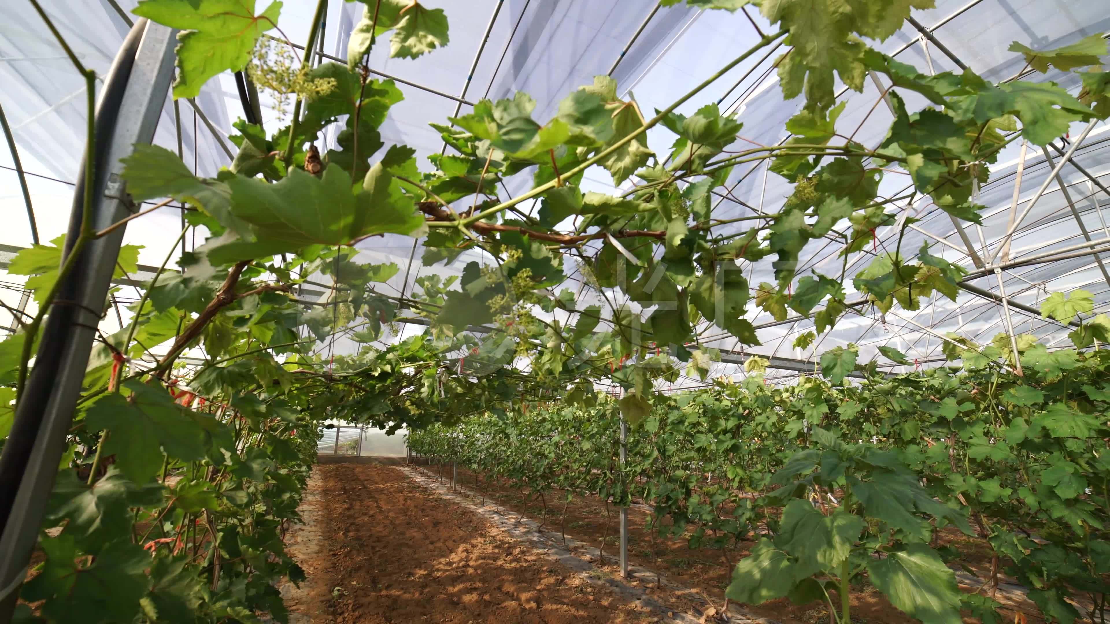 大棚葡萄树_3840x2160_高清视频素材下载(编号:3359618)_实拍视频_vj