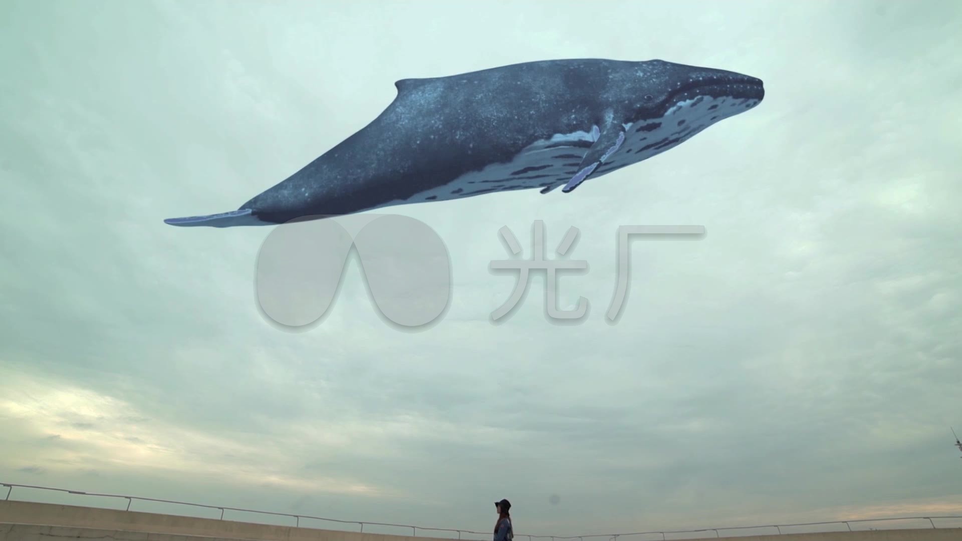 孤独鲸鱼_1920x1080_高清视频素材下载(编号:3366529)_实拍视频_vj师