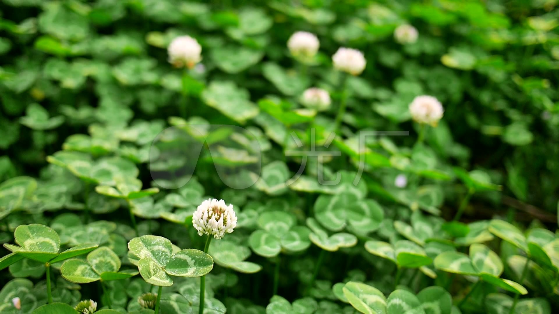 白花苜蓿_1920x1080_高清视频素材下载(编号:3371744)