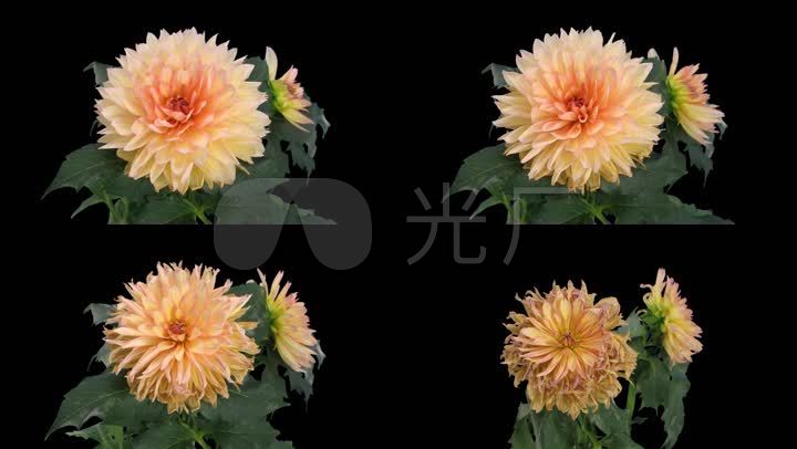 鲜花凋谢过程枯萎