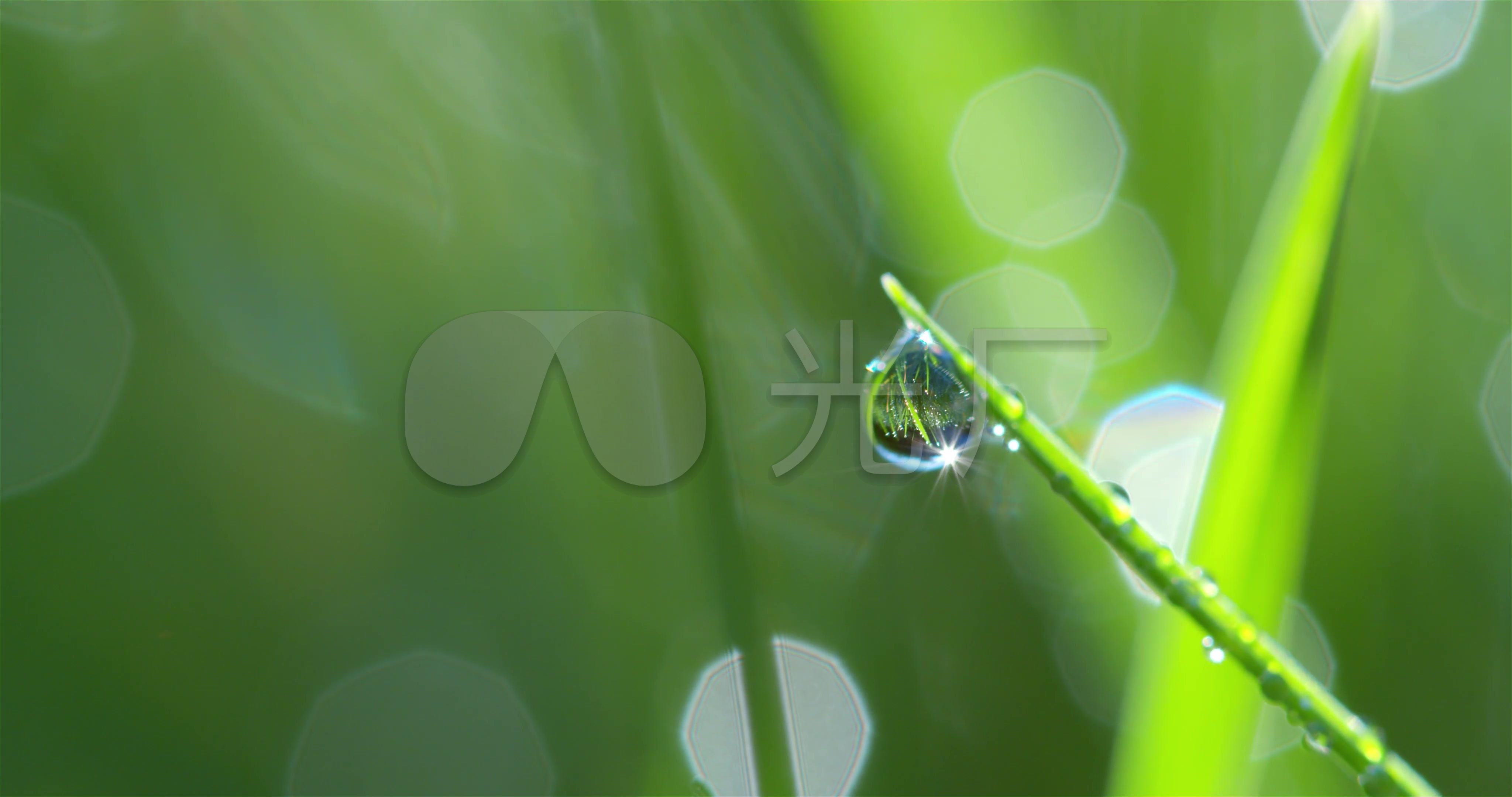 【4k超清】阳光下水滴的微距拍摄_4096x2160_高清视频素材下载(编号