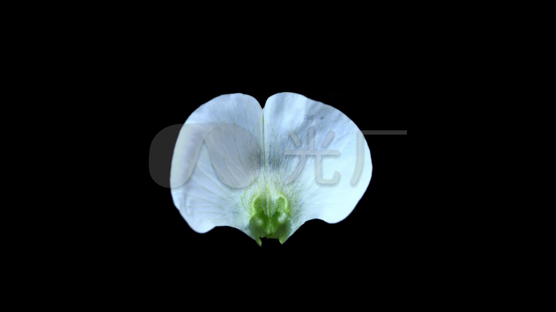 豌豆花解剖_1920x1080_高清视频素材下载(编号:3382425)_影视包装_vj
