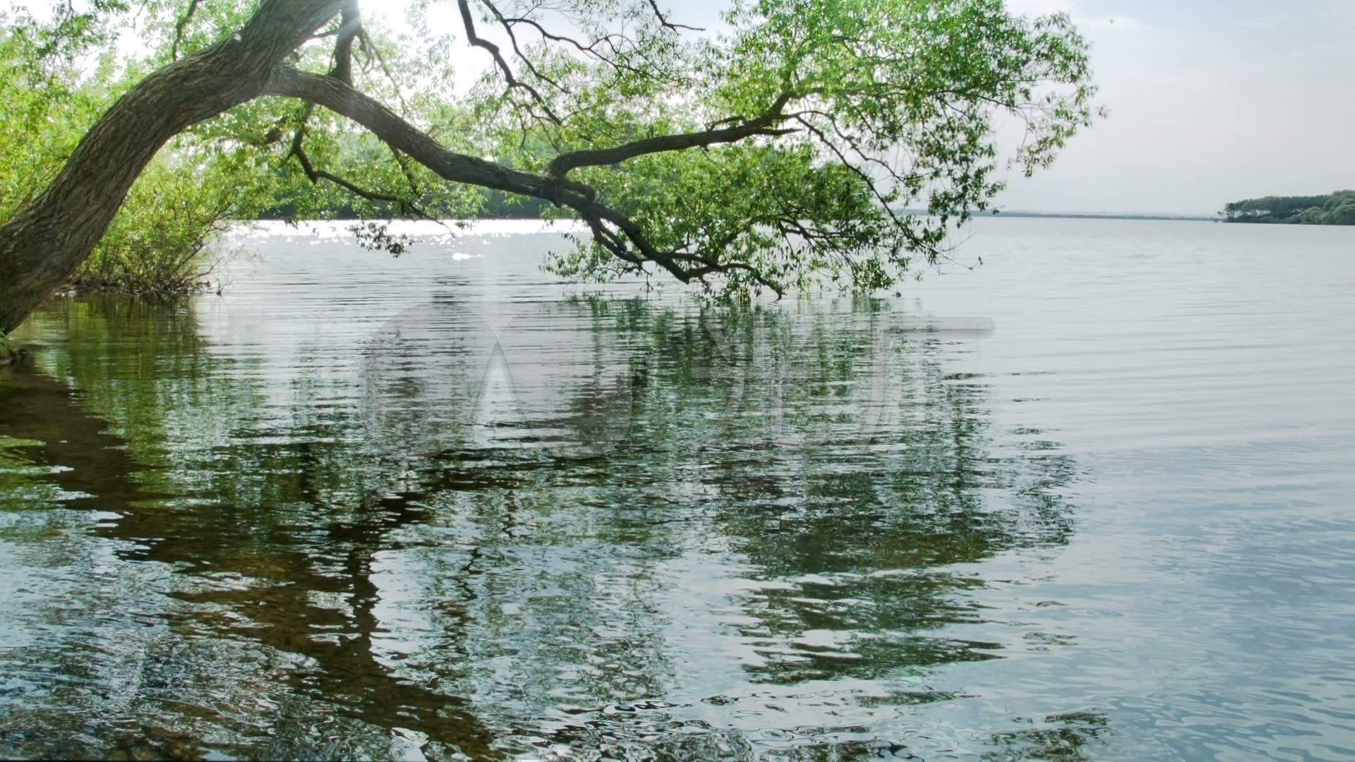 平静水面,树木倒影
