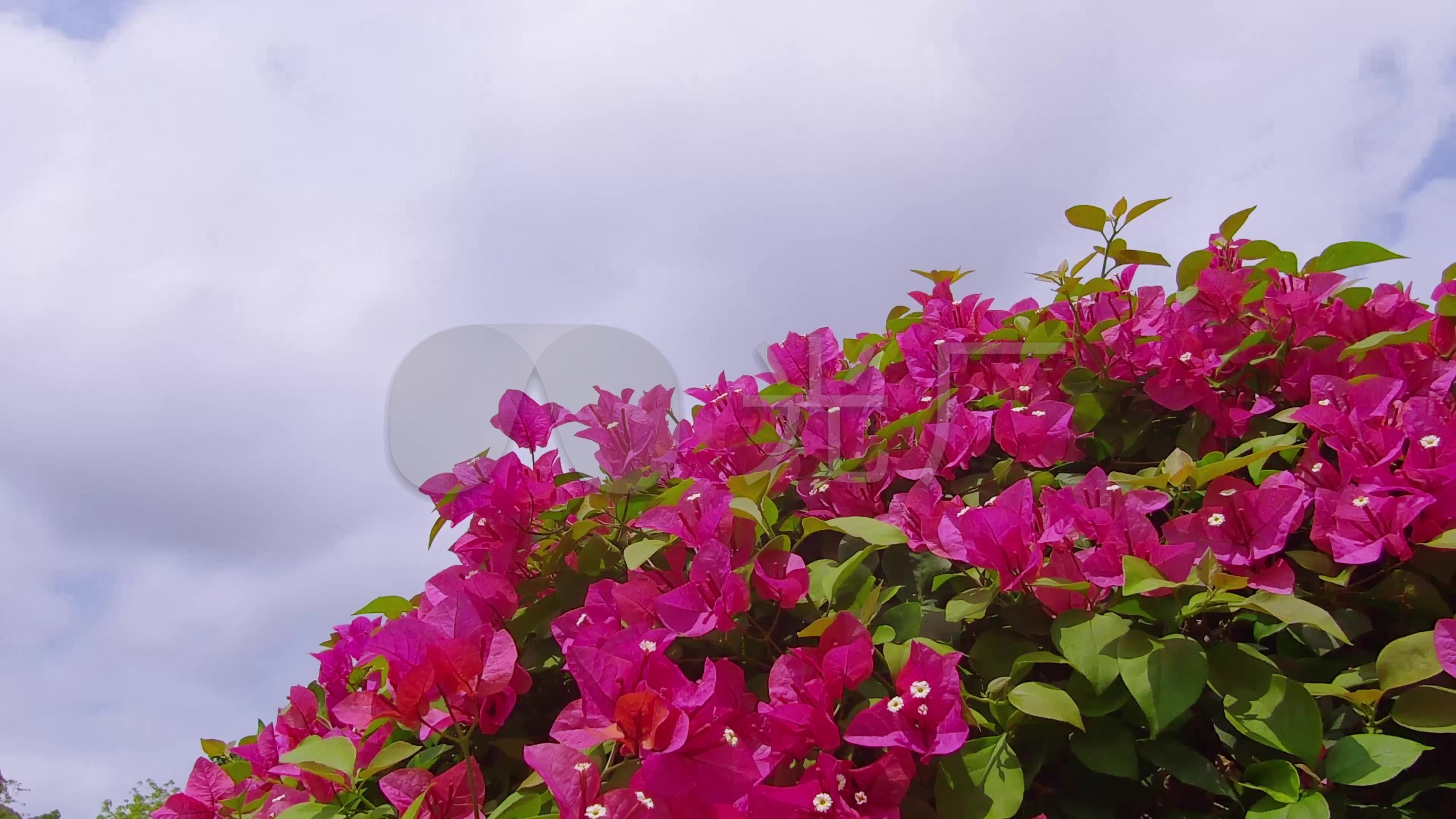 蓝天白云红花绿叶鲜花4k延时拍摄视频素材_3840x2160