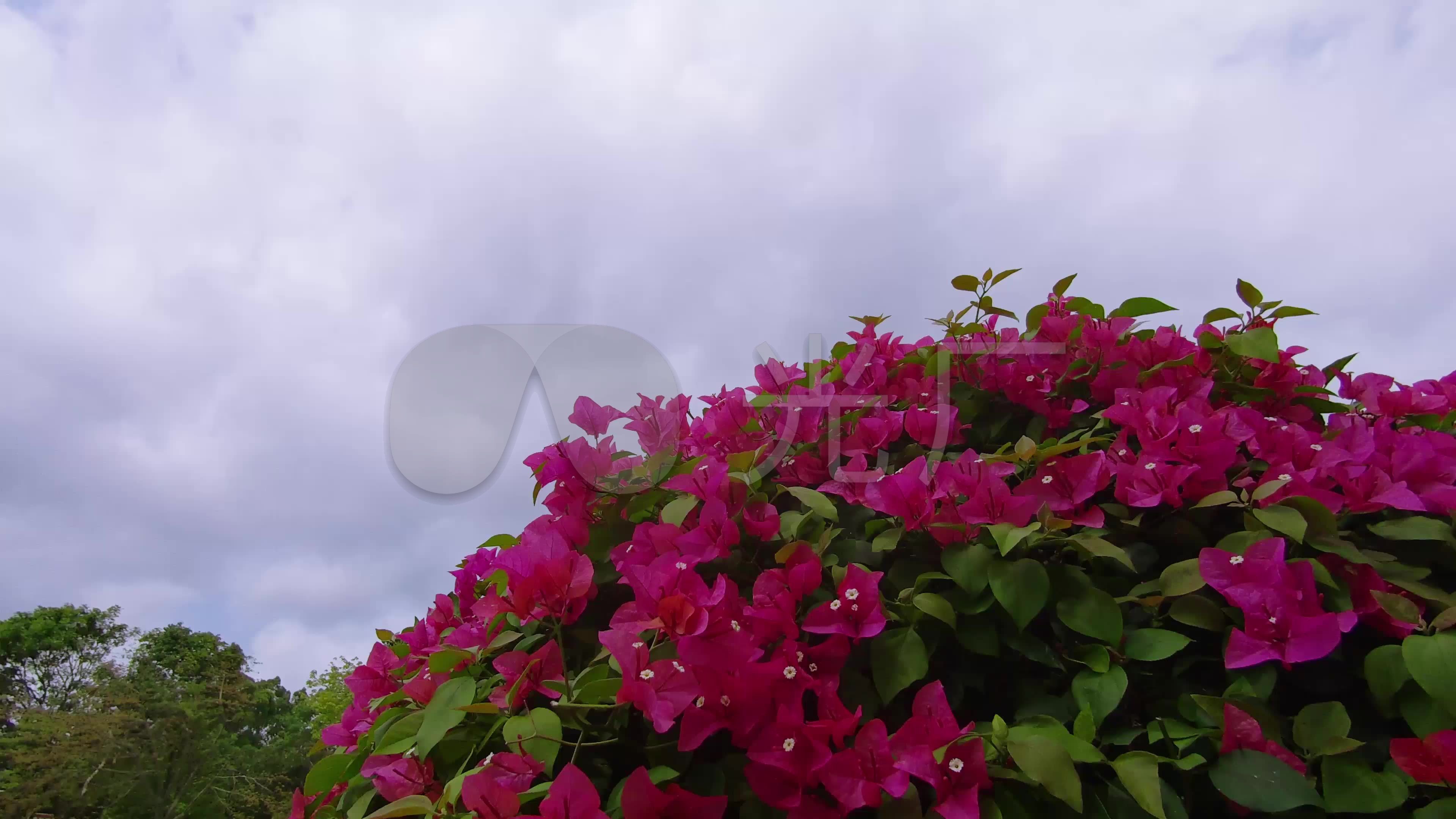 蓝天白云红花绿叶鲜花4k延时拍摄视频素材_3840x2160