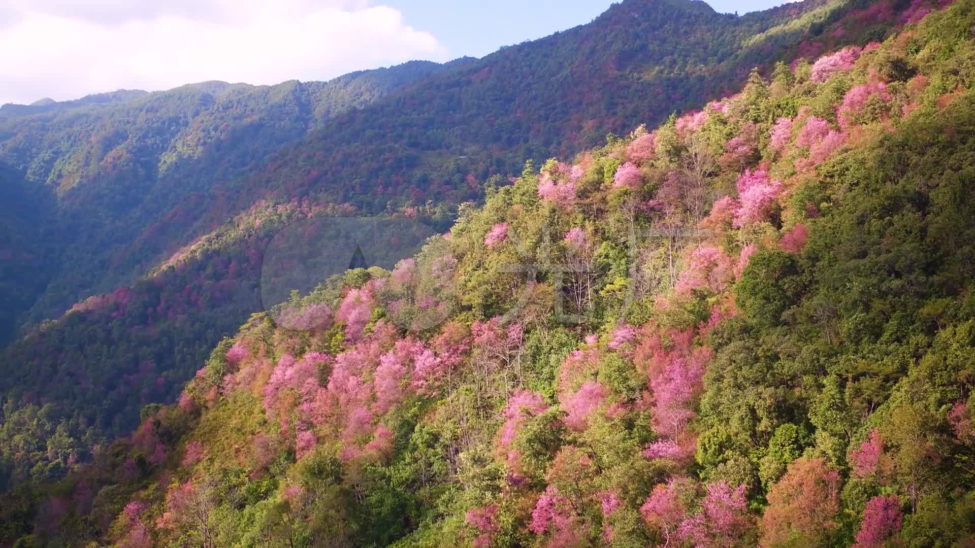 实拍云南野山樱樱花高清视频素材