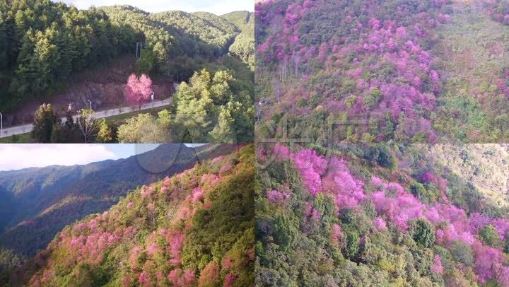 实拍云南野山樱樱花高清视频素材