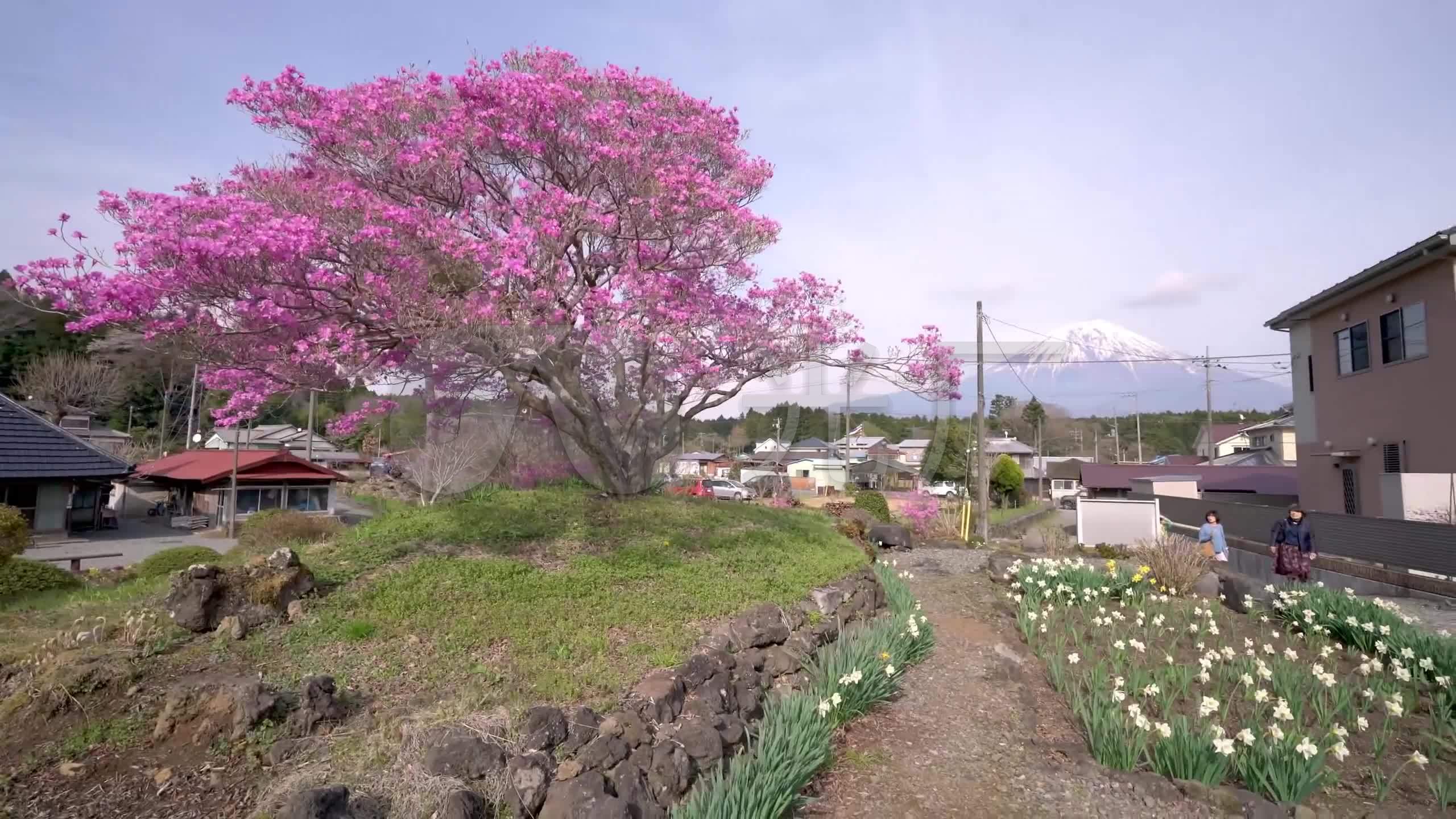 富士山下的绝美樱花树
