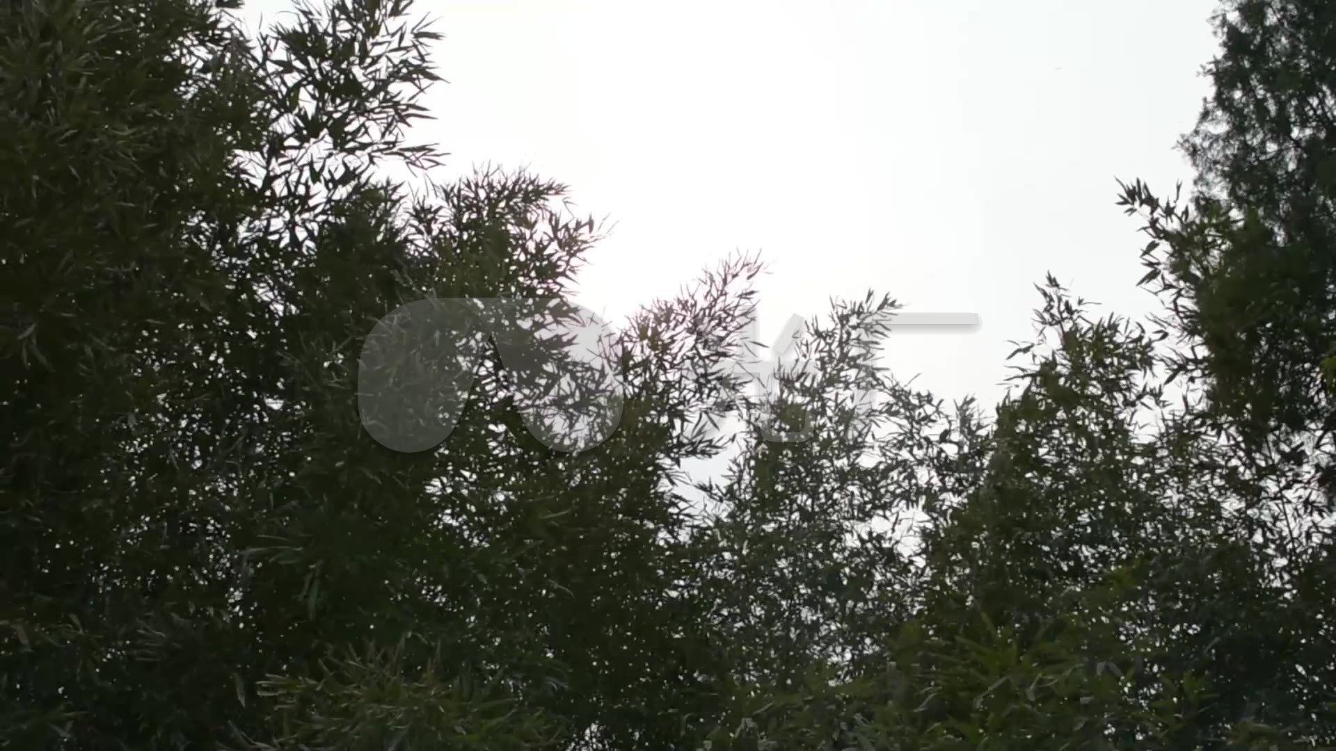 【原创】竹林风刮风空镜头