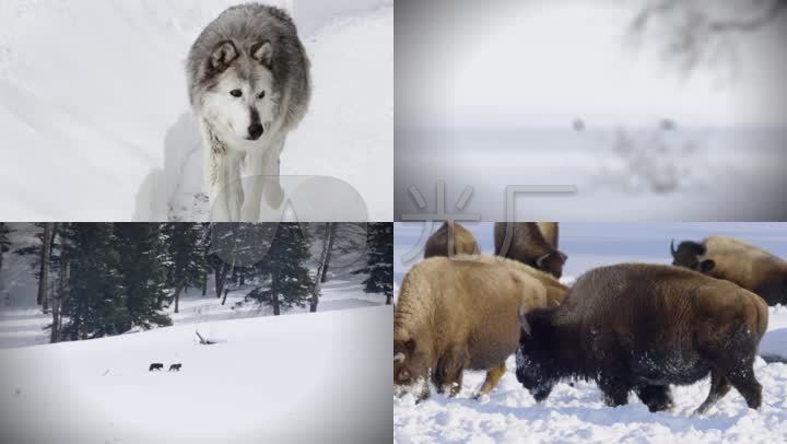 黄石公园野生动物狼群野狼狼王狼性雪地狼捕猎雪地雪山野牛牦牛老鹰熊