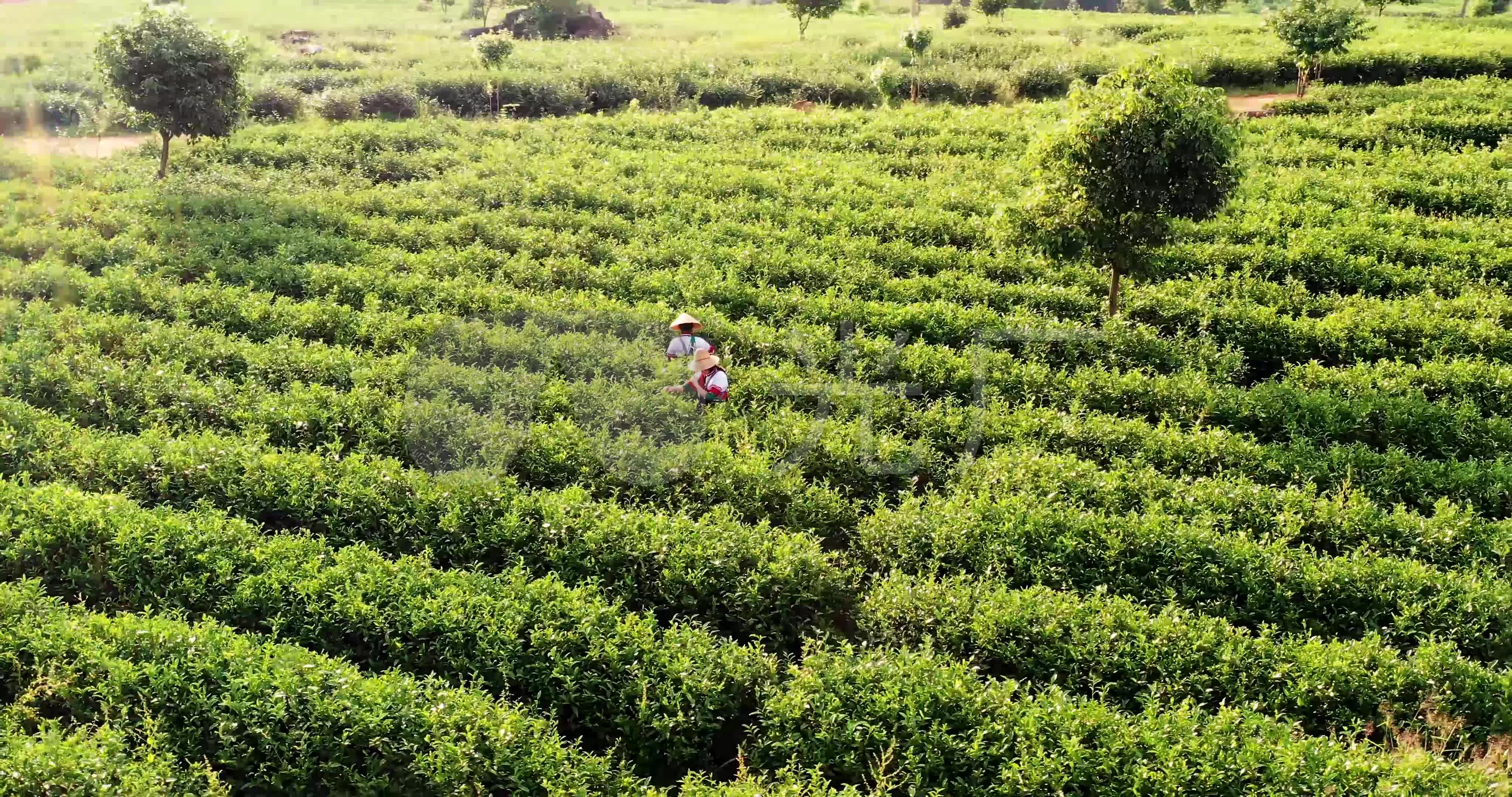 4k原创航拍云南茶园一组纪录片素材