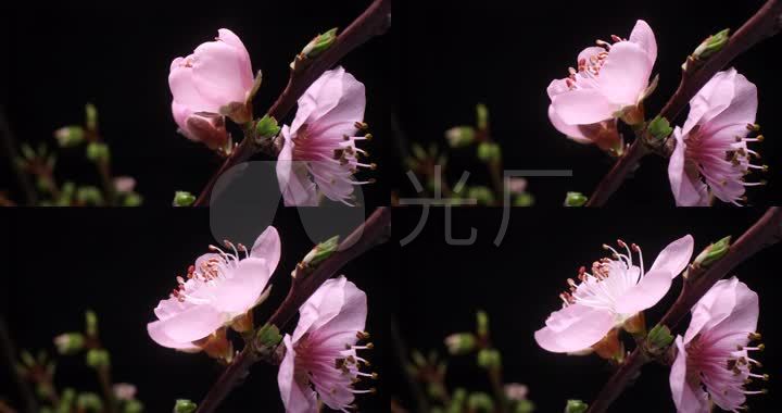 桃花花开开花过程