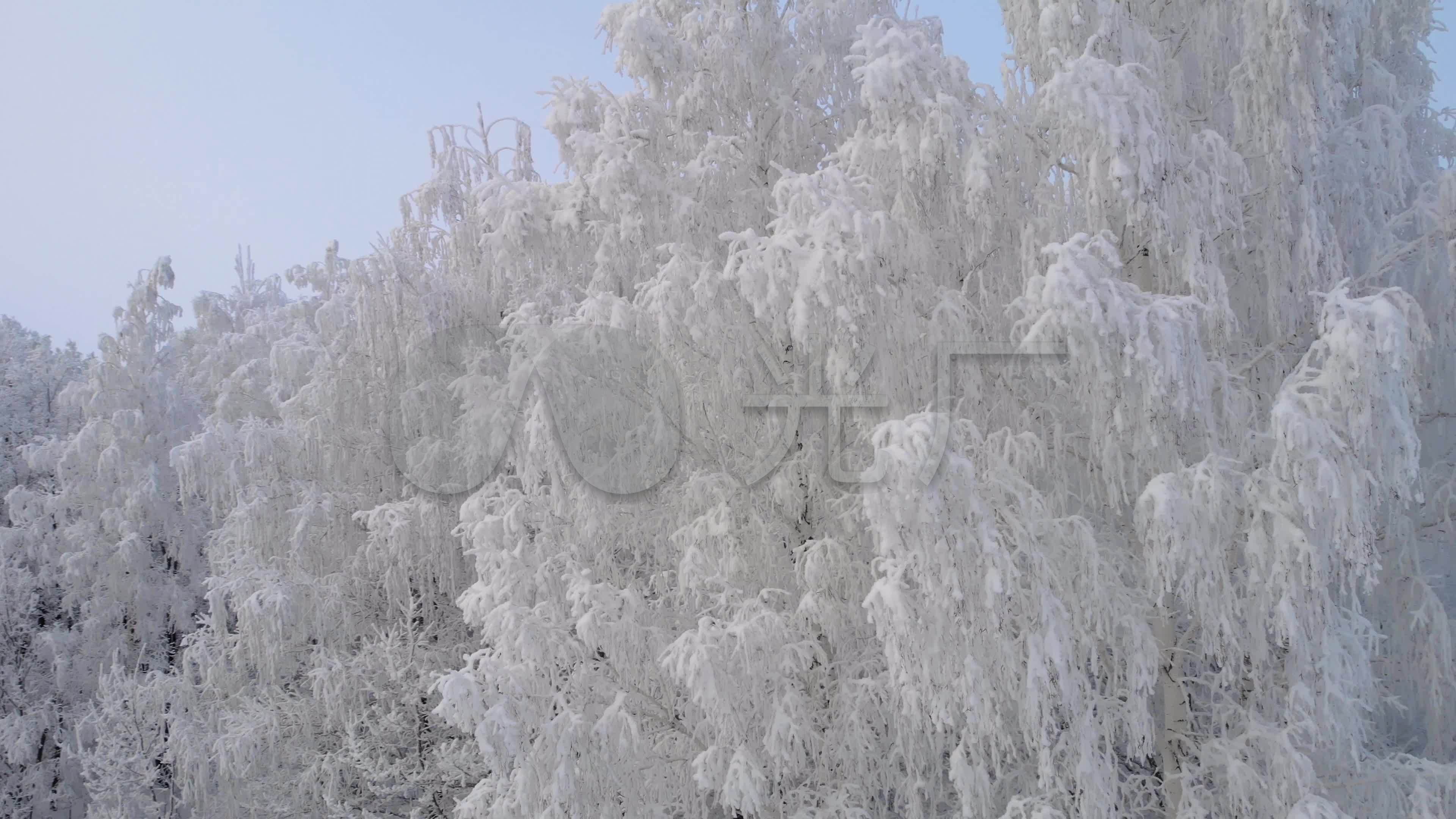雪绒树4k(8)_3840x2160_高清视频素材下载(编号:)__vj