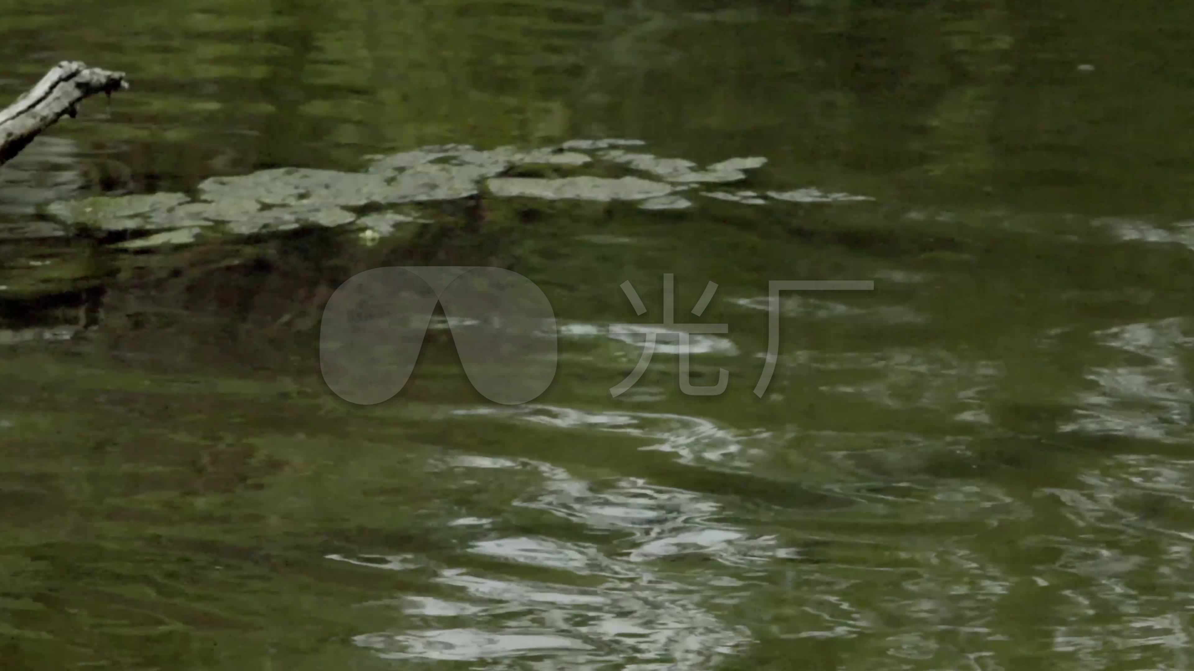 4K射水鱼捕捉素材_3840X2160_高清矩阵主机视频视频昆虫图片