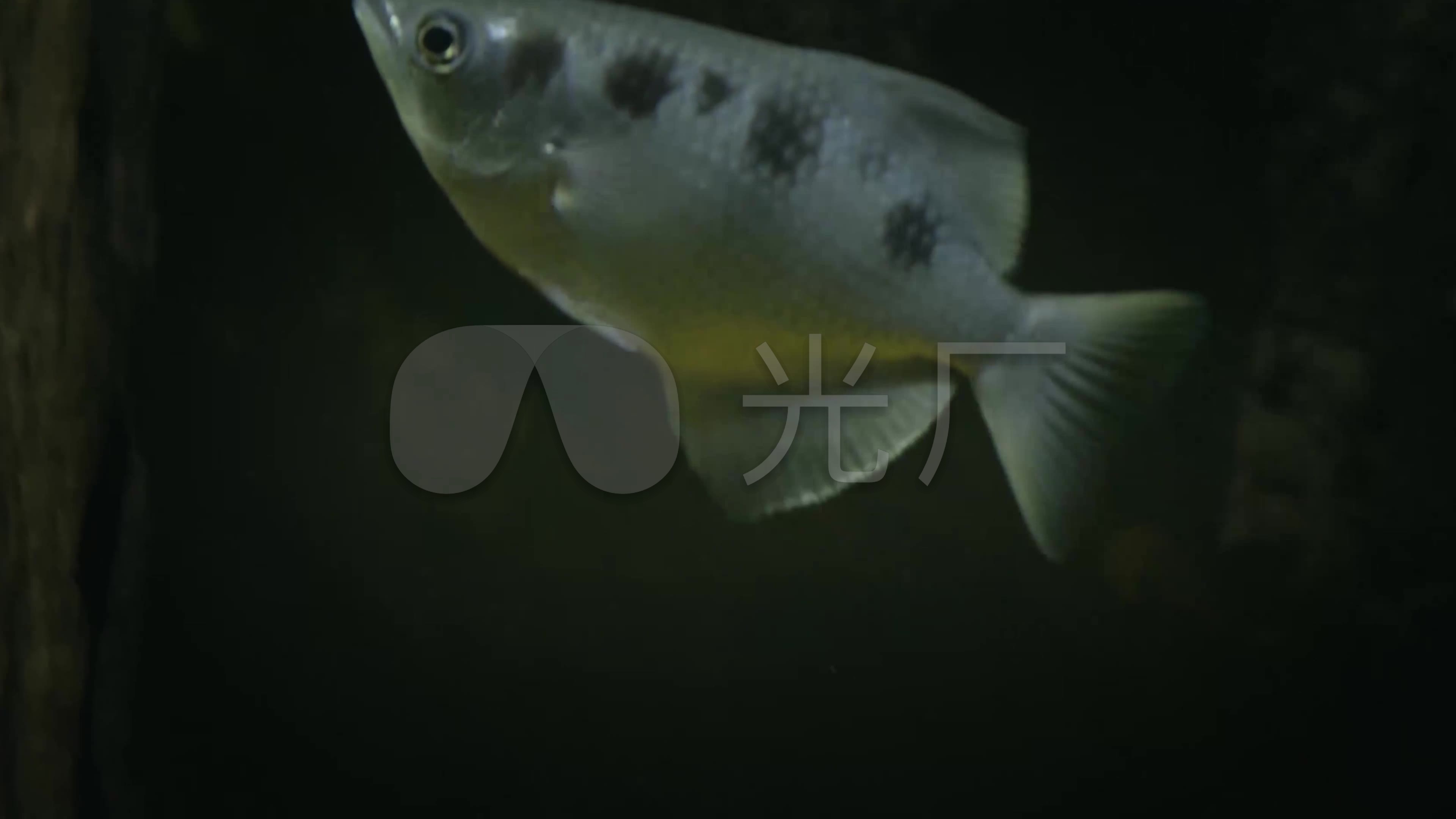 4K射水鱼玩火视频_3840X2160_高清昆虫素材视频舞蹈捕捉图片