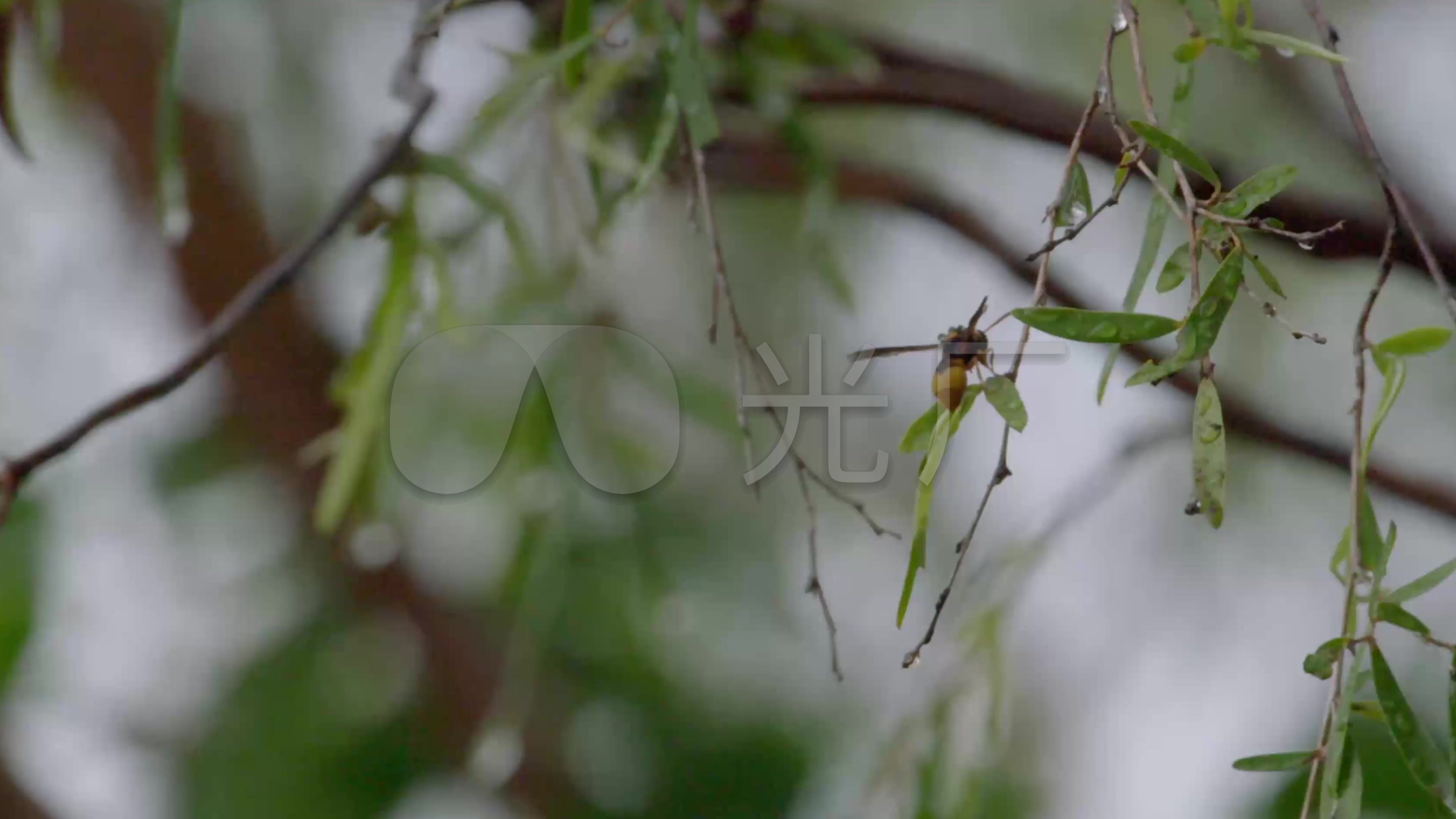 4K射水鱼捕捉视频_3840X2160_视频昆虫高清特可耐素材图片
