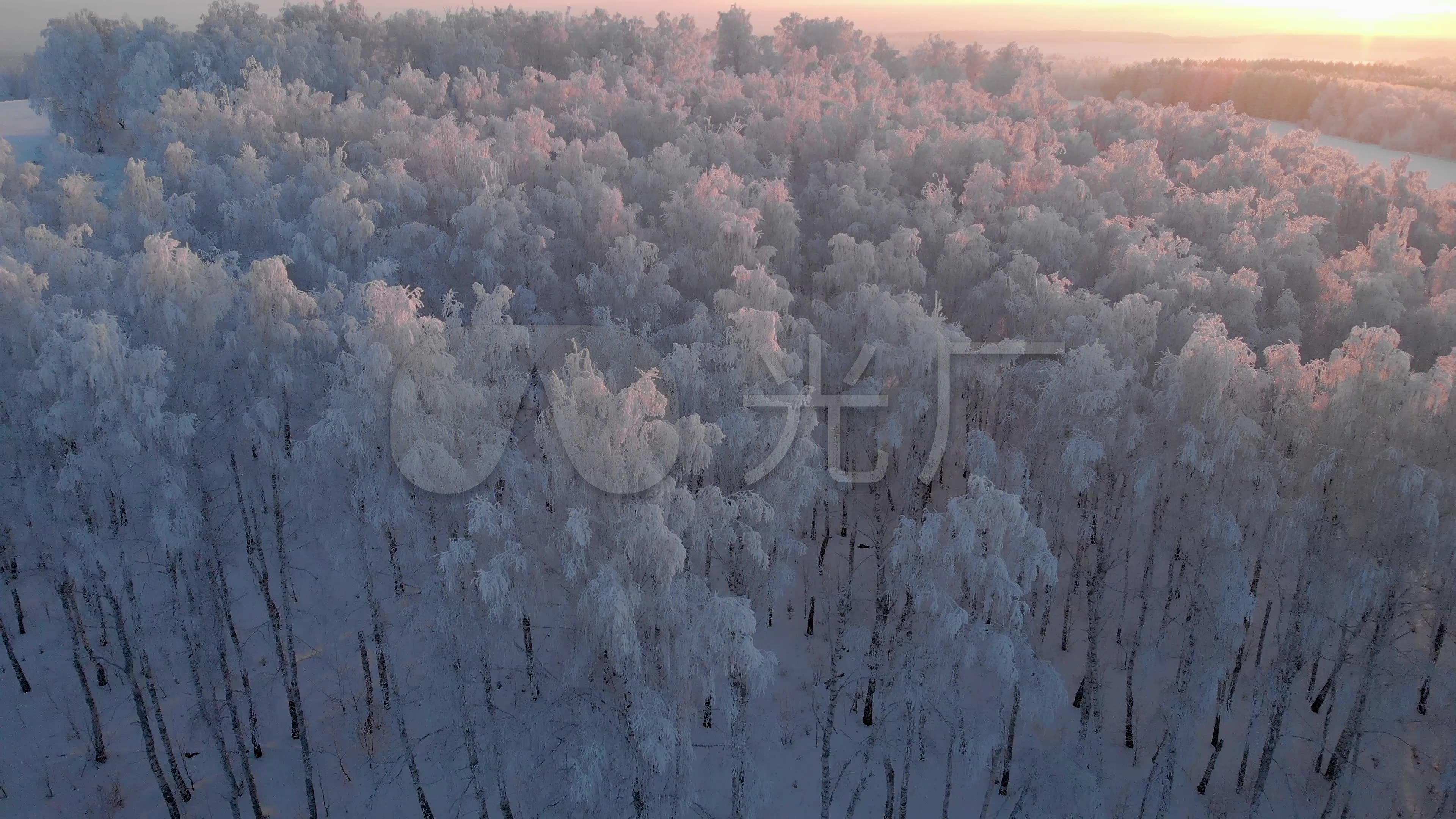 雪绒树4k(15)