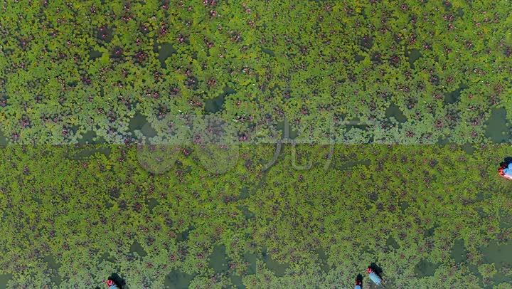 荷塘池塘湖泊荷花荷叶航拍顶视图4k视频 【声明】vj师网所有原创作品