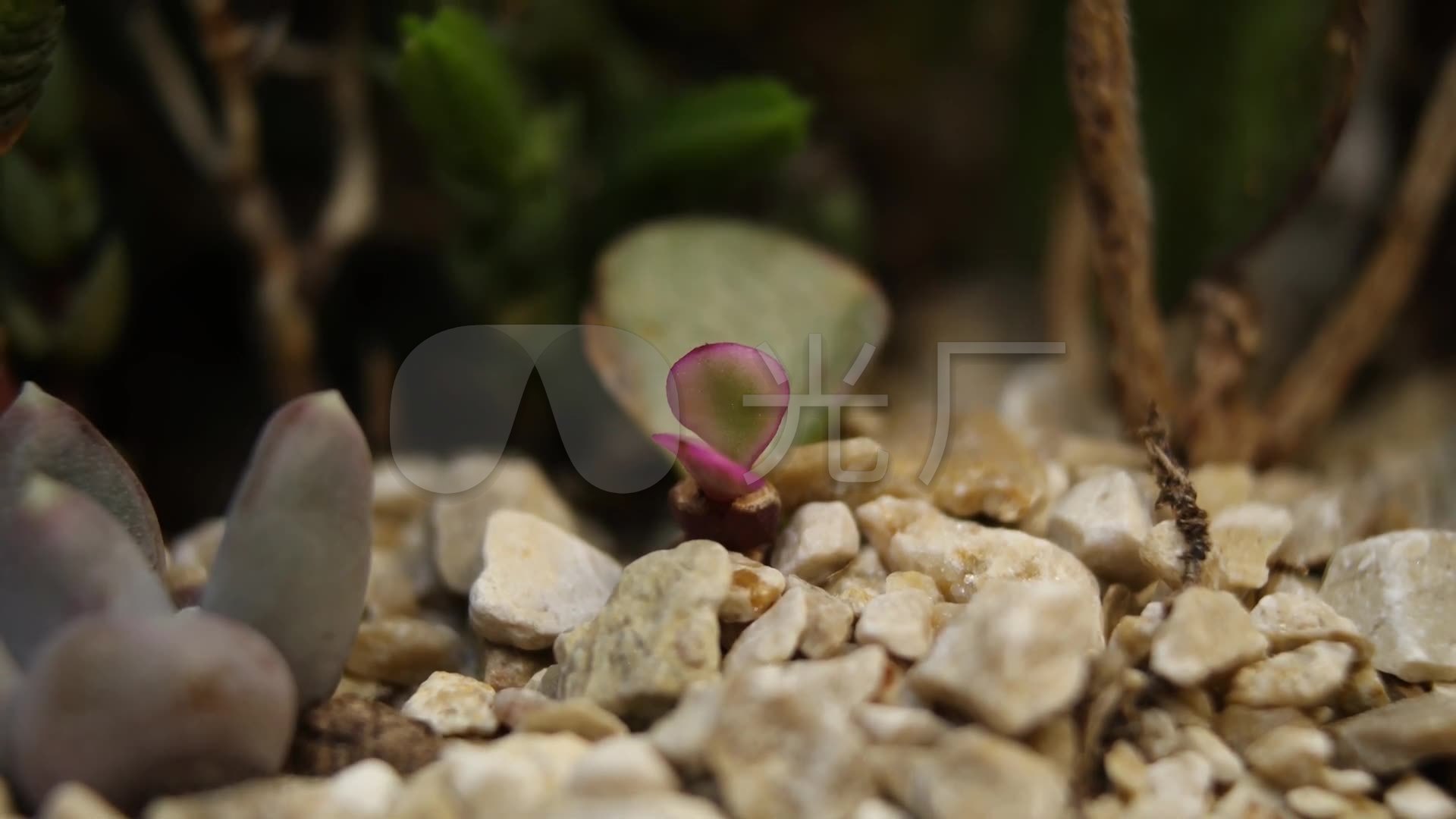 生石花,多肉植物快速生长延时摄影石头花_1920x1080